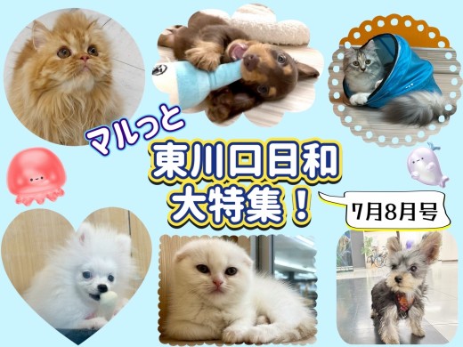 【 マルっと東川口日和特集！ 】7月8月に公開されたマルっとブログを一挙紹介！