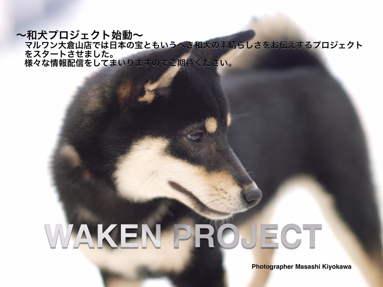和犬プロジェクト始動