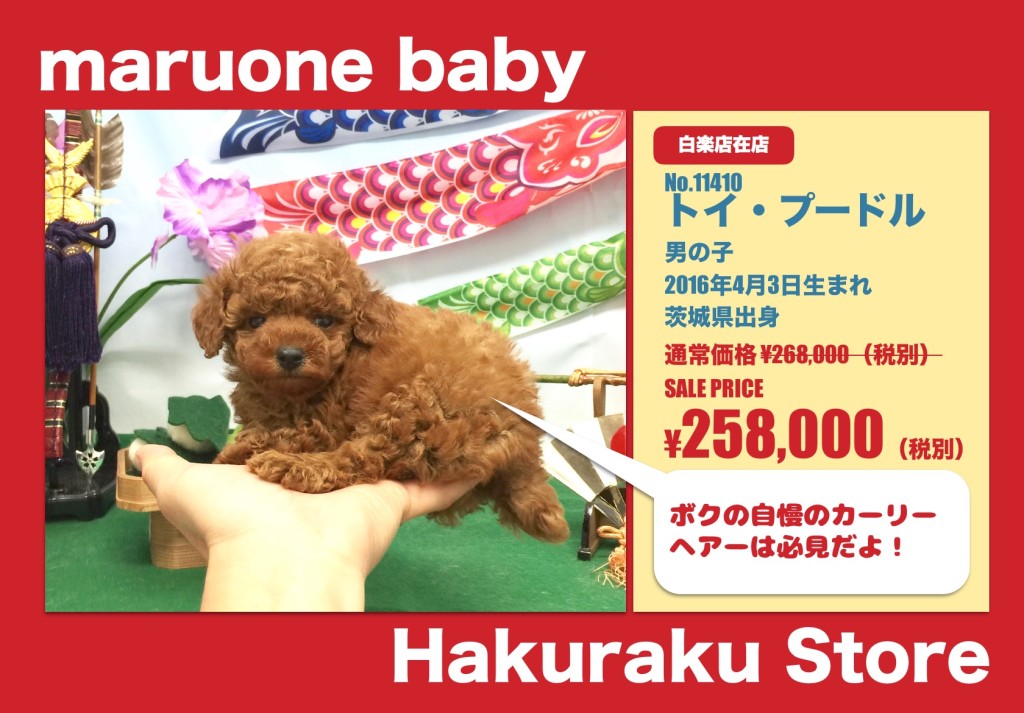 マルワン白楽店 トイ・プードル 名称未設定_2