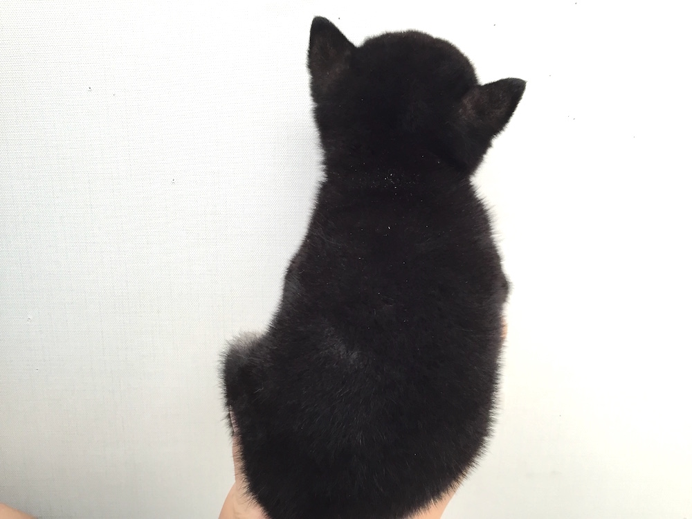 柴後ろ