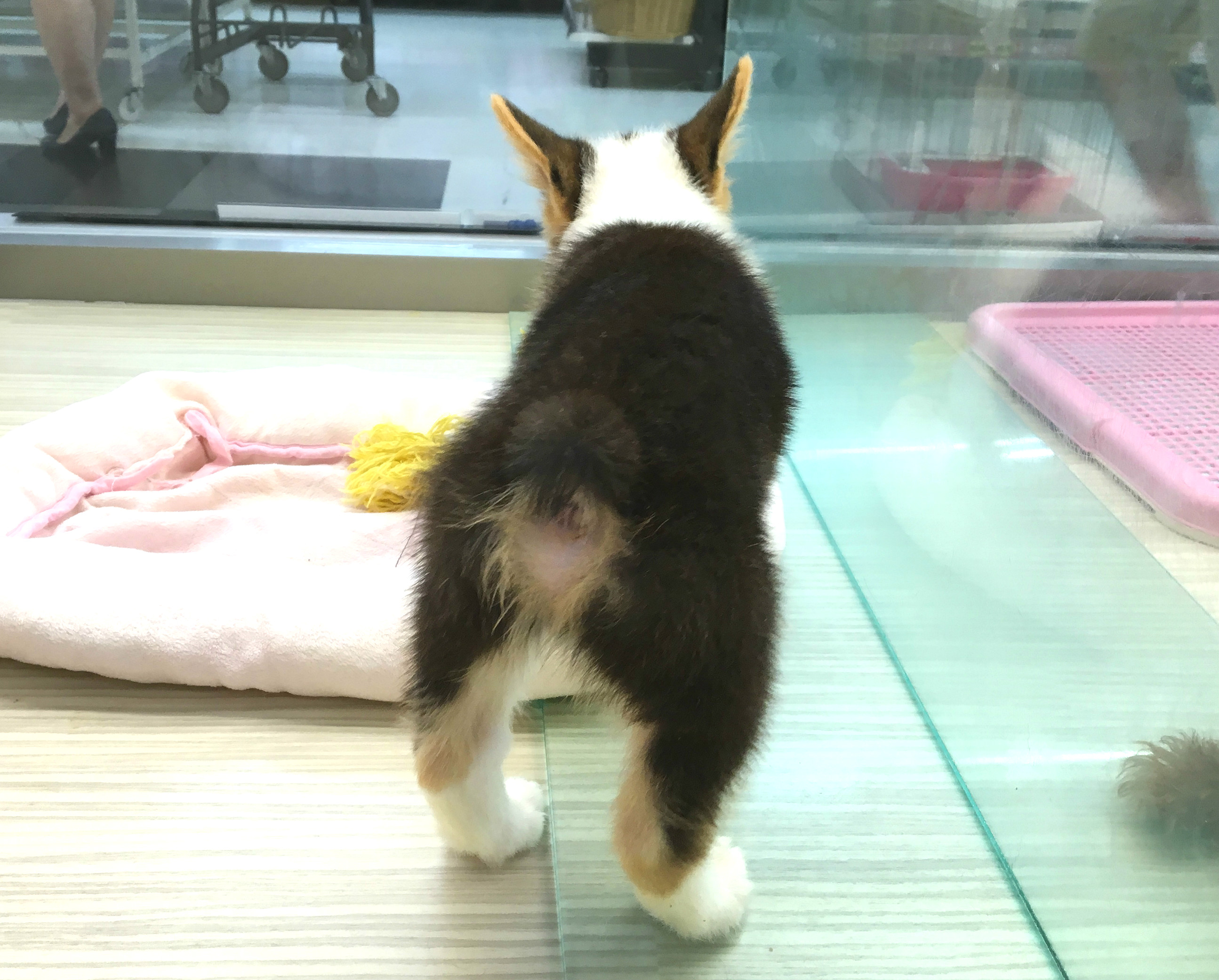 後姿