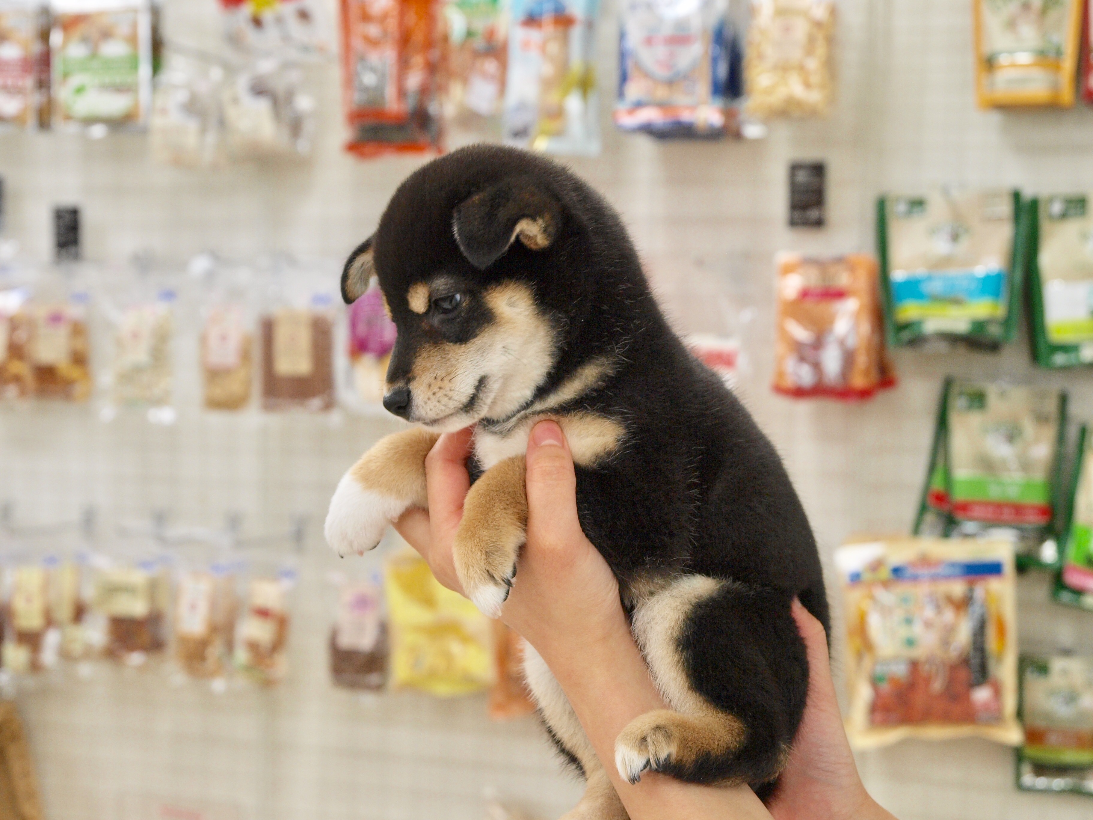 柴犬 - マルワン白楽店
