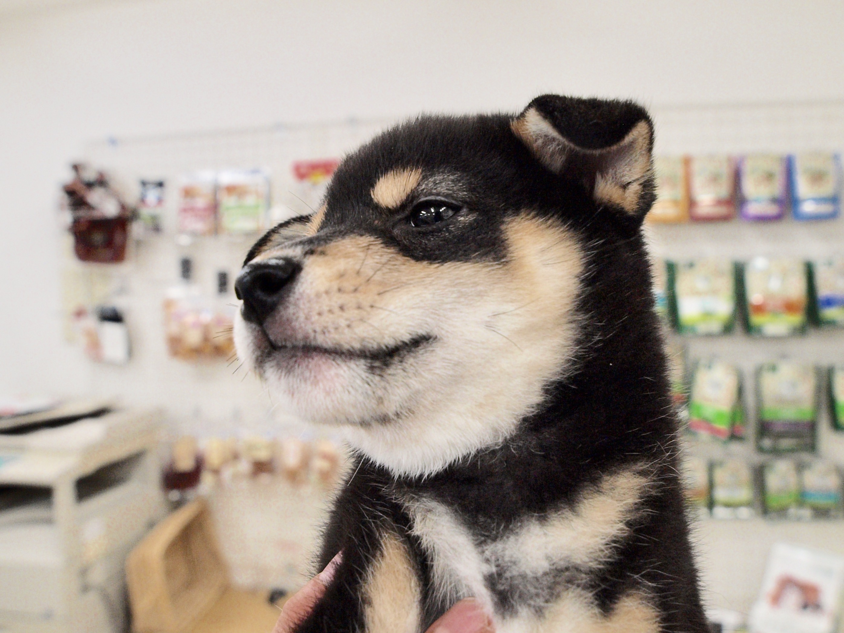 柴犬 - マルワン白楽店