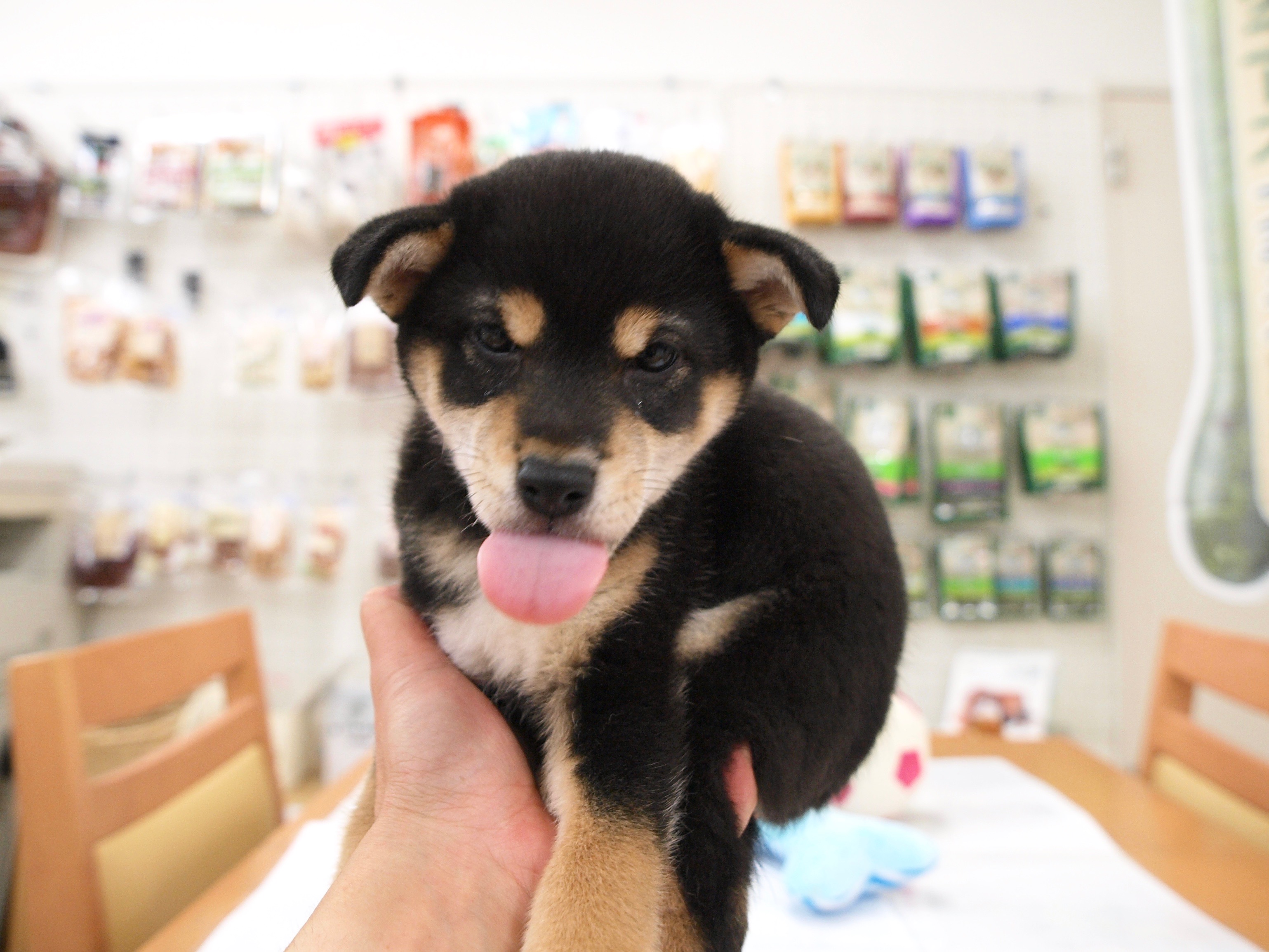 柴犬 - マルワン白楽店