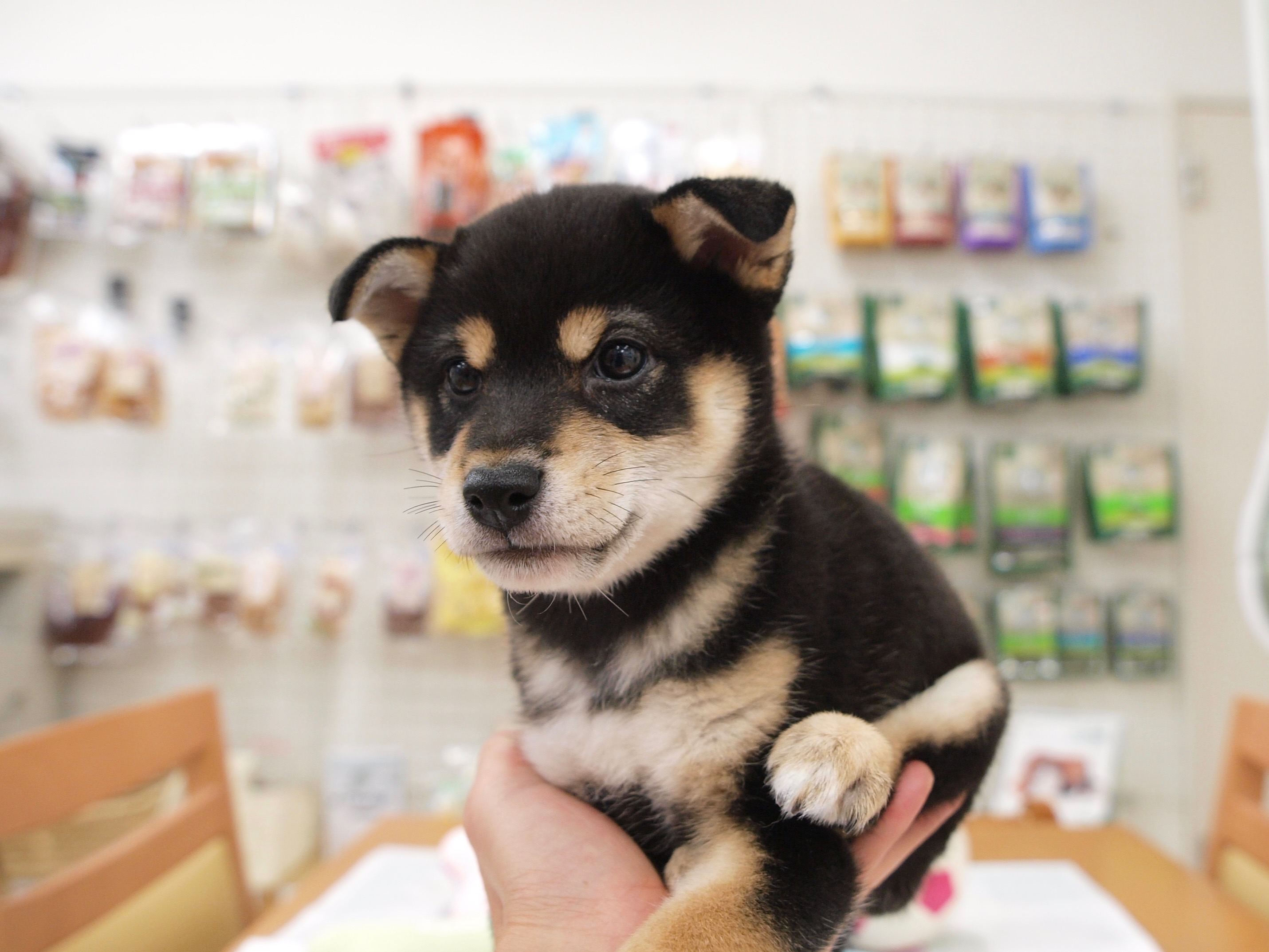 柴犬 - マルワン白楽店