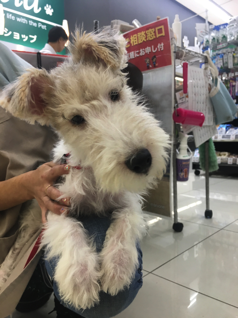 ワイヤーフォックステリア - マルワン大倉山店