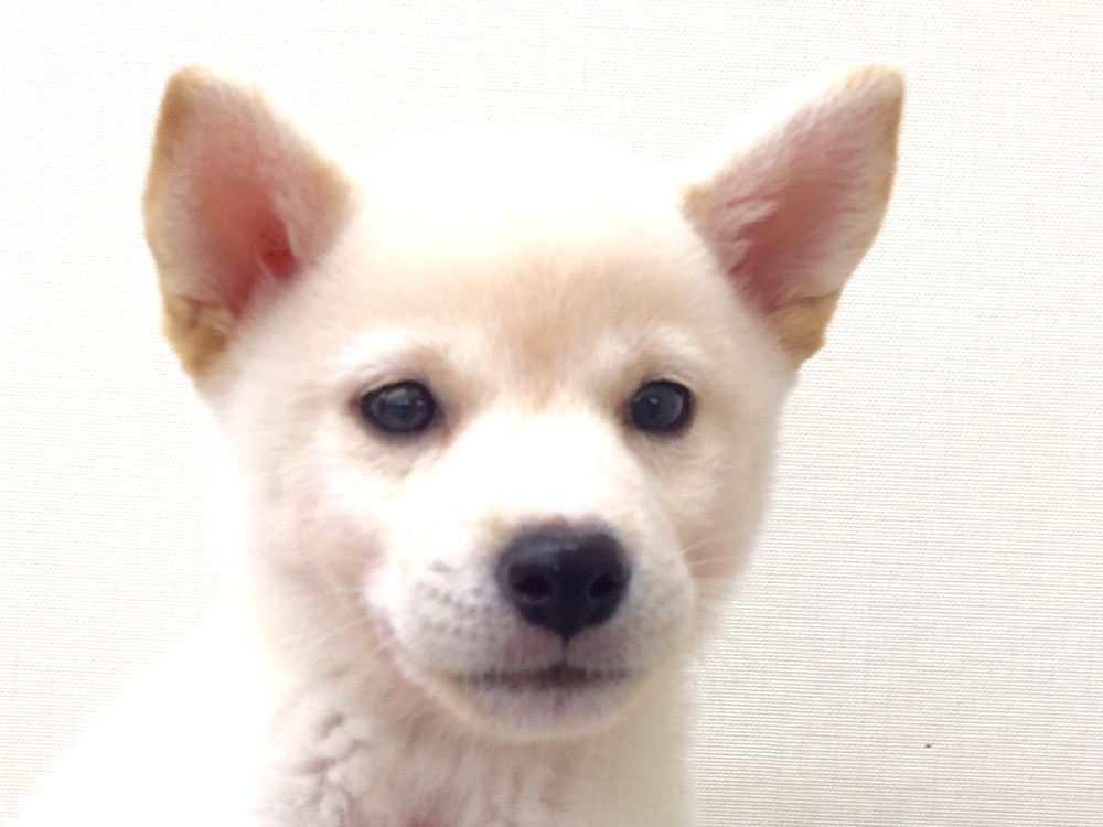 柴犬 - マルワン本羽田店