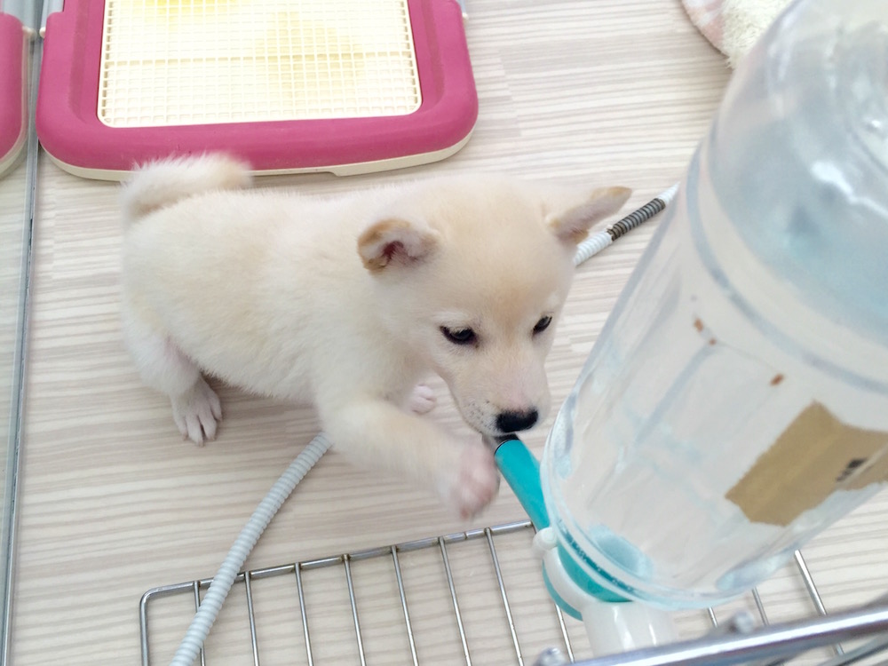 柴犬 - マルワン本羽田店