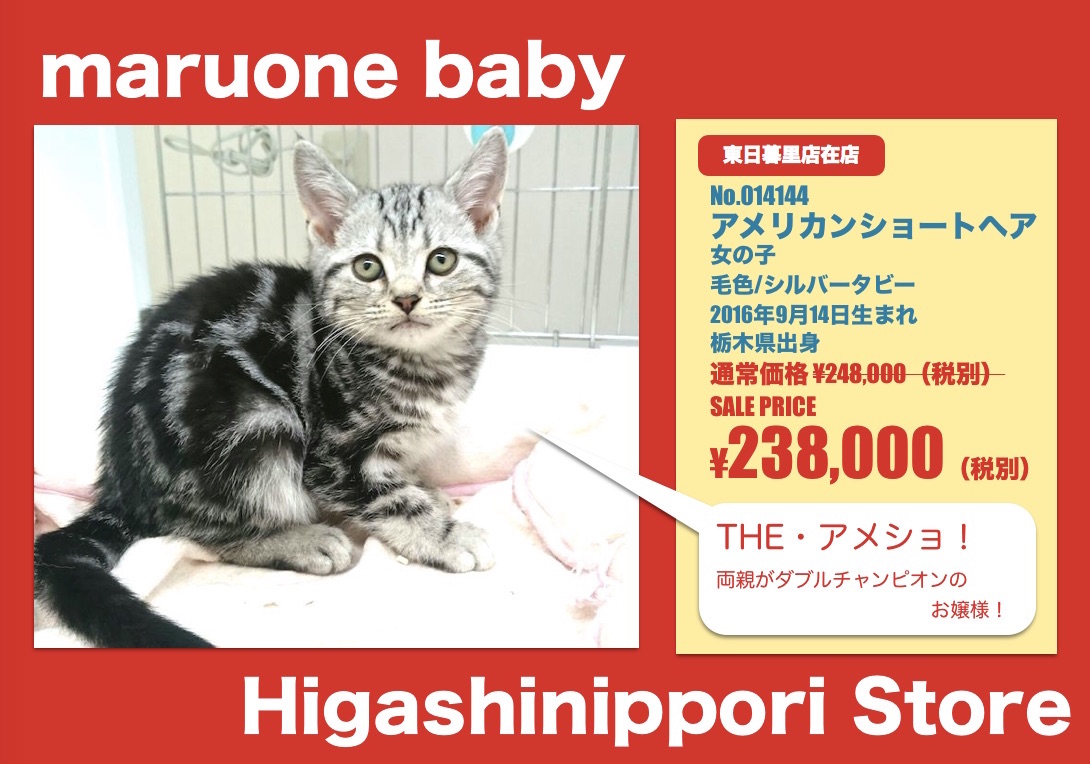 アメリカンショートヘア - マルワン東日暮里店