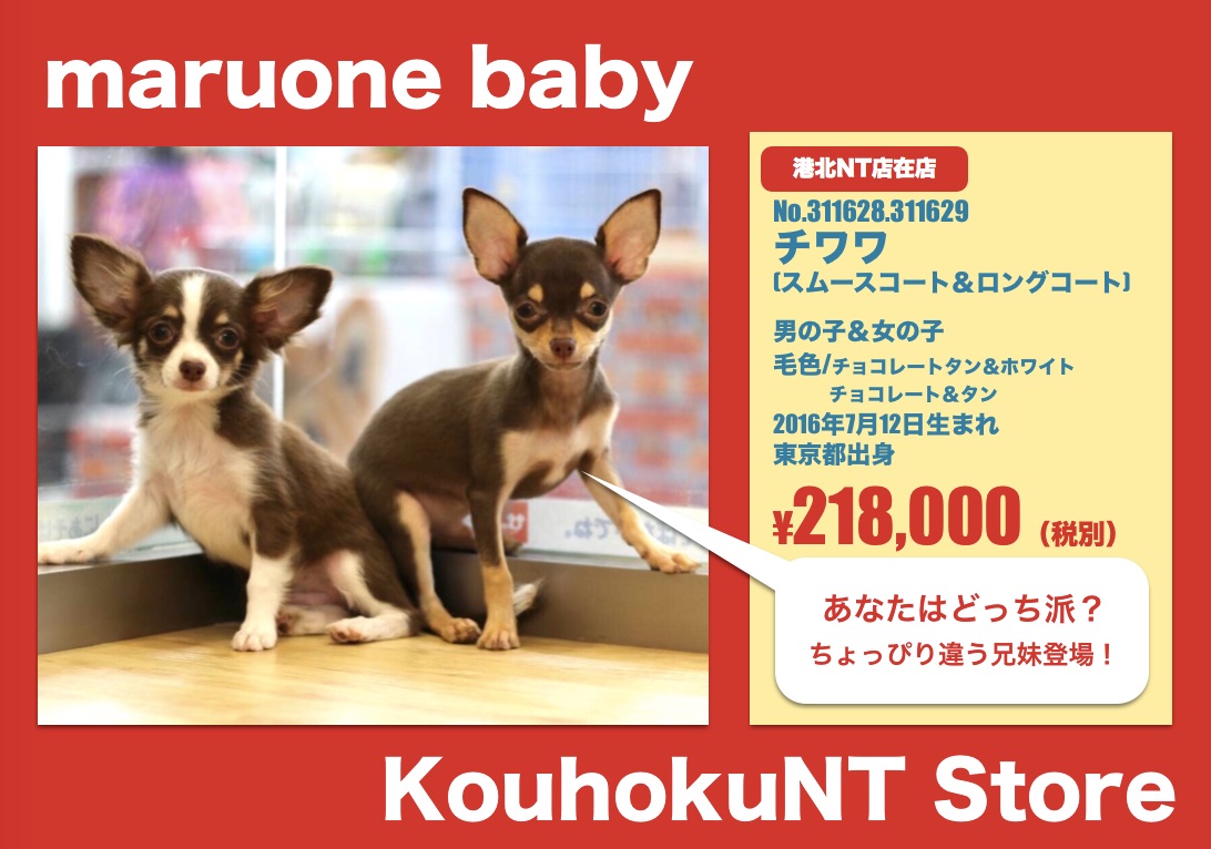オススメベイビー：チワワ - マルワン港北NT店
