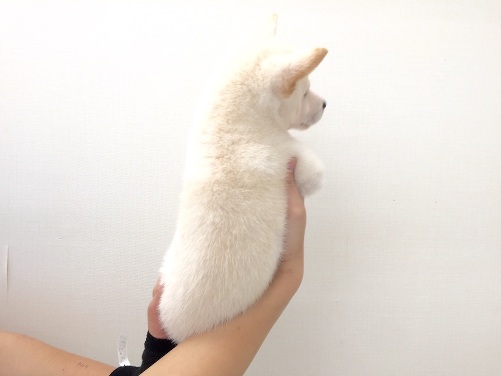 柴犬 - マルワン本羽田店