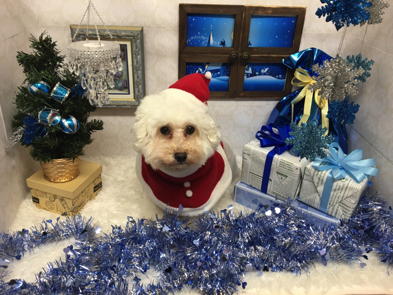 クリスマス写真スタジオ - マルワン白楽店