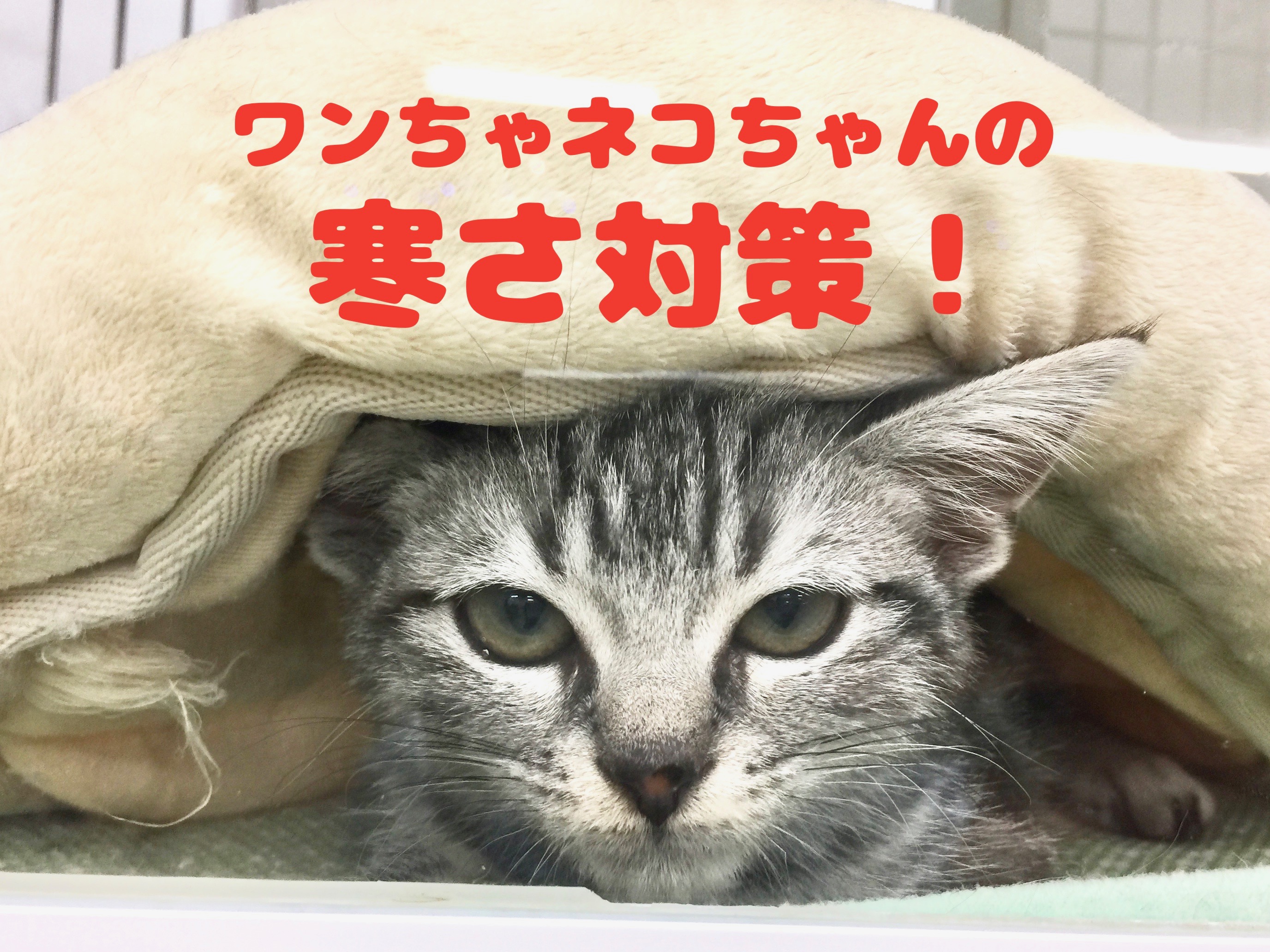 ワンちゃんネコちゃんの寒さ対策!