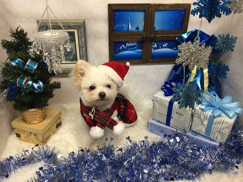 クリスマス写真スタジオ - マルワン白楽店