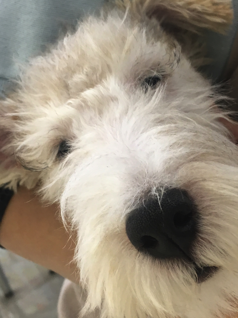 ワイヤーフォックステリア - マルワン大倉山店