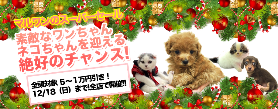 マルワン全店スーパーセール