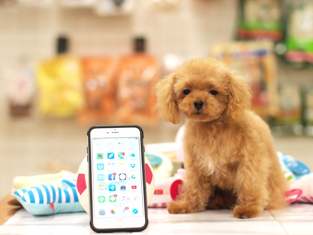 マイクロティーカップ・プードル - マルワン白楽店