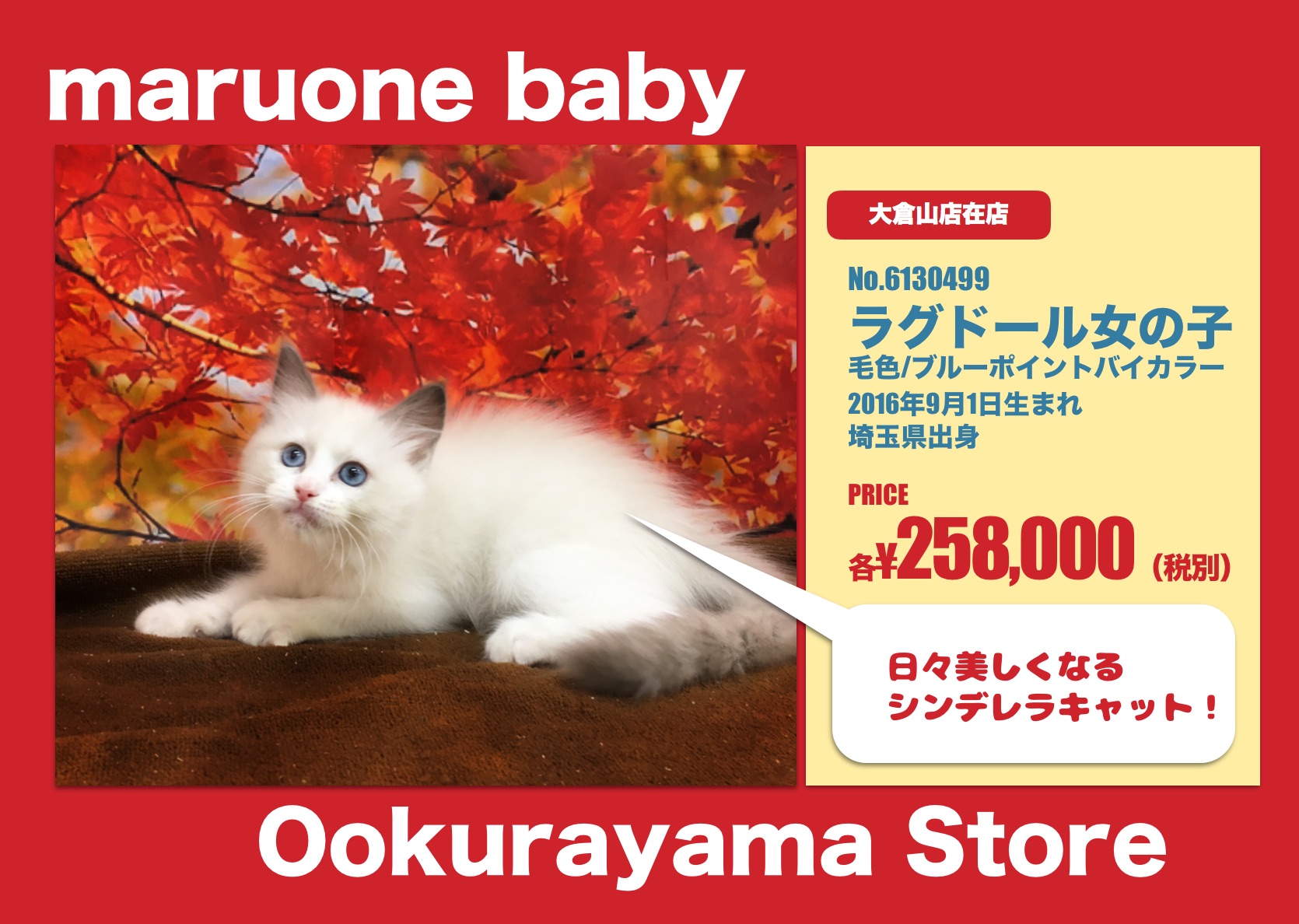 オススメベイビー：ラグドール - マルワン大倉山店