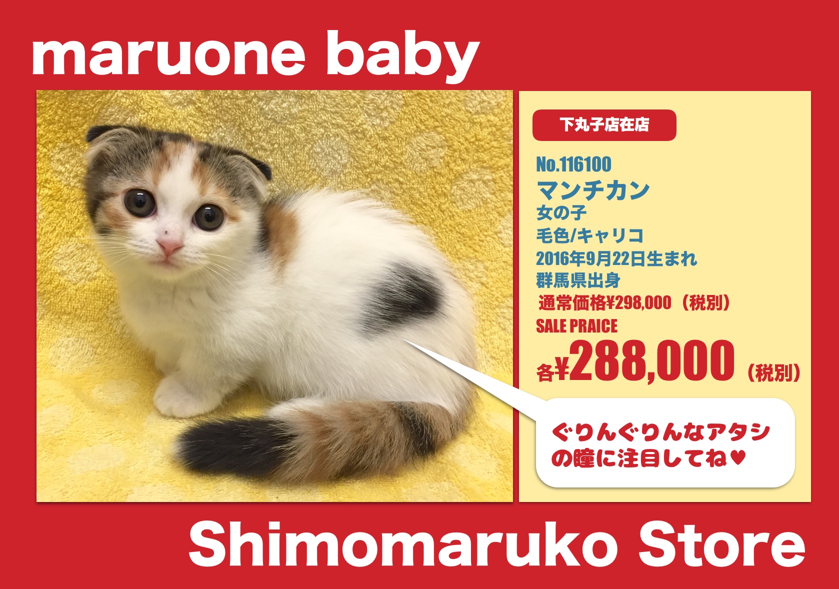 マンチカン - マルワン下丸子店