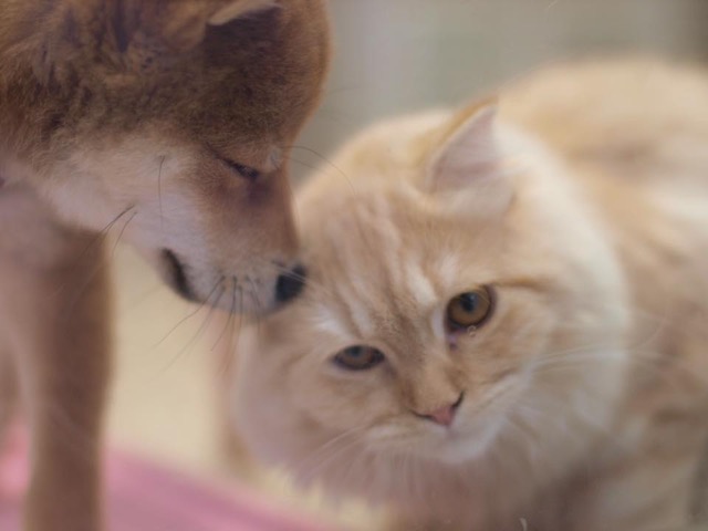 柴犬コレクション◇猫ちゃんとも仲良し◇ | ペットショップスタッフがレビュー！：大倉山店の柴犬マニアが柴犬の魅力を紹介！