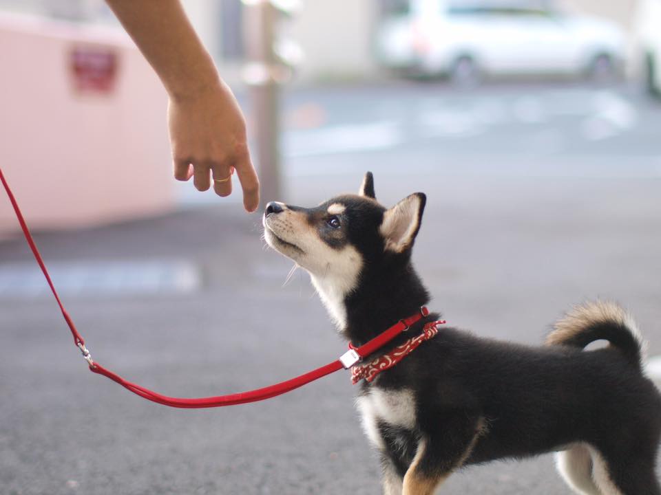 柴犬（黒） - マルワン大倉山店