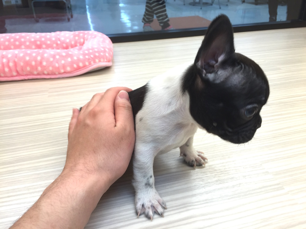 小さめムチムチボディ フレンチブルドック - マルワン今宿店