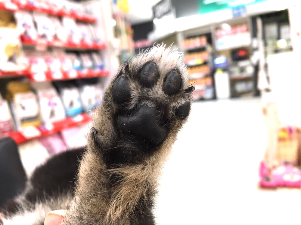 おすすめベイビー 豆柴 爪切り - 港北NT店