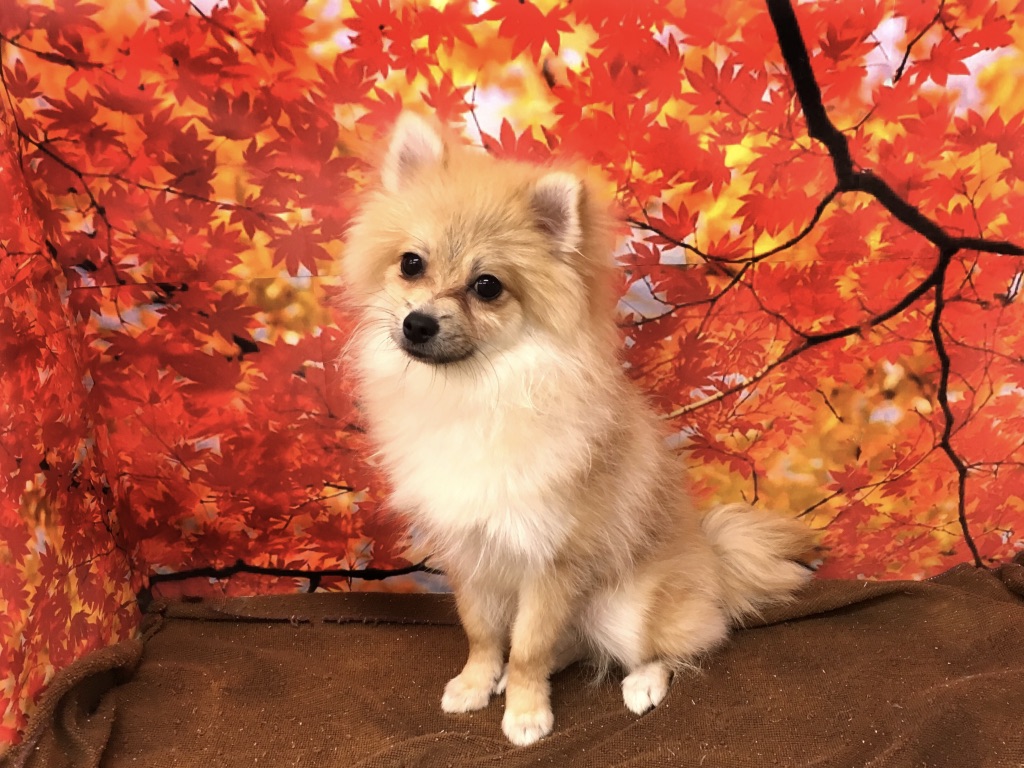 ポメラニアン（6130454） - マルワン大倉山店