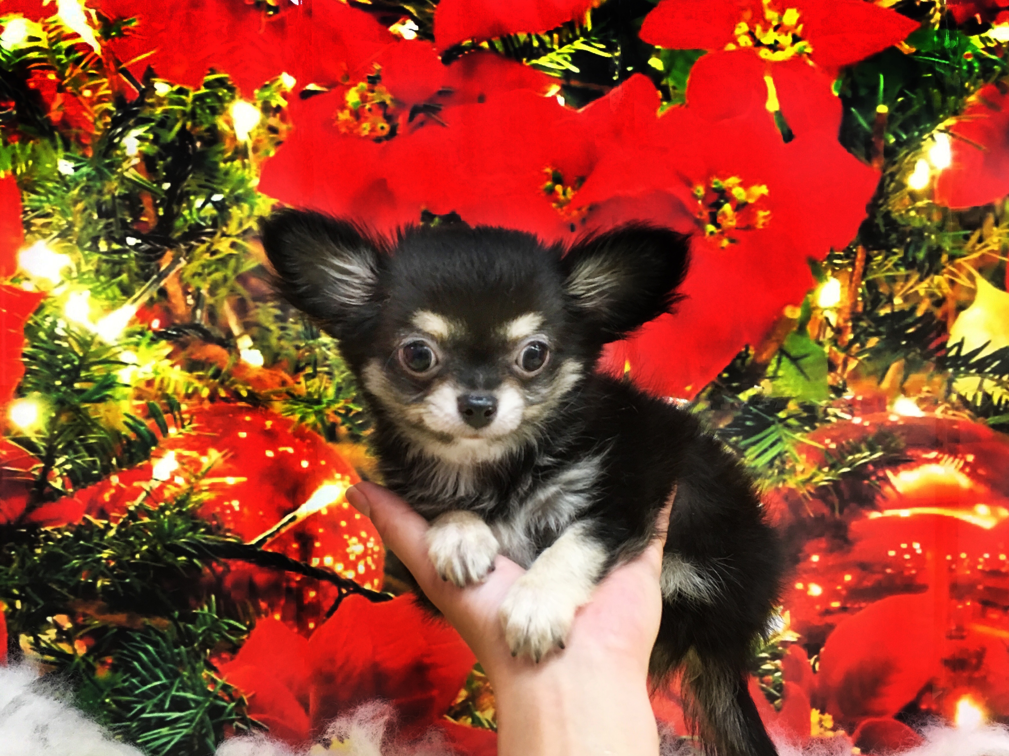 チワワ ブラックタン＆ホワイト - マルワン大倉山店