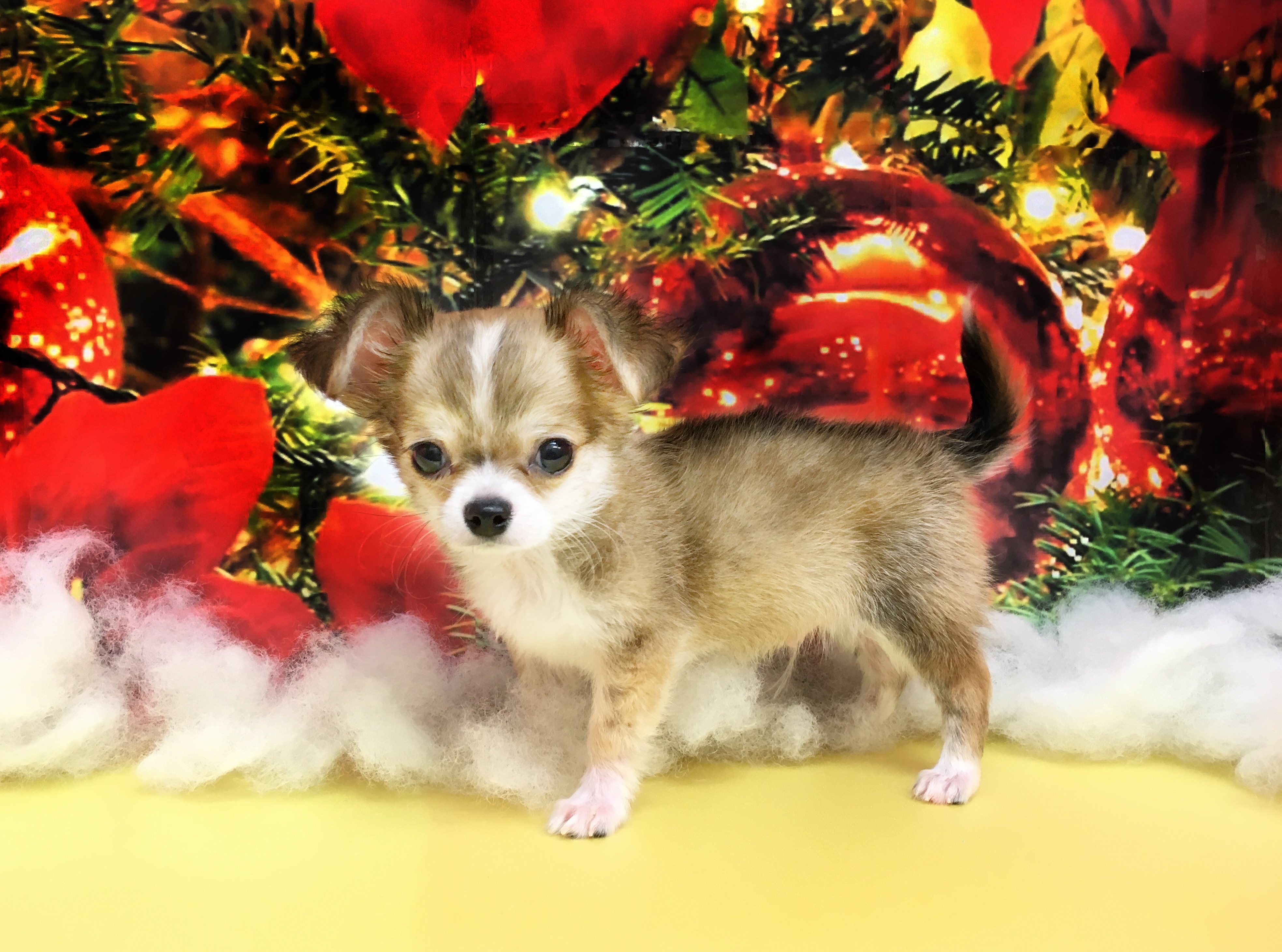 チワワ レッド＆ホワイト - マルワン大倉山店