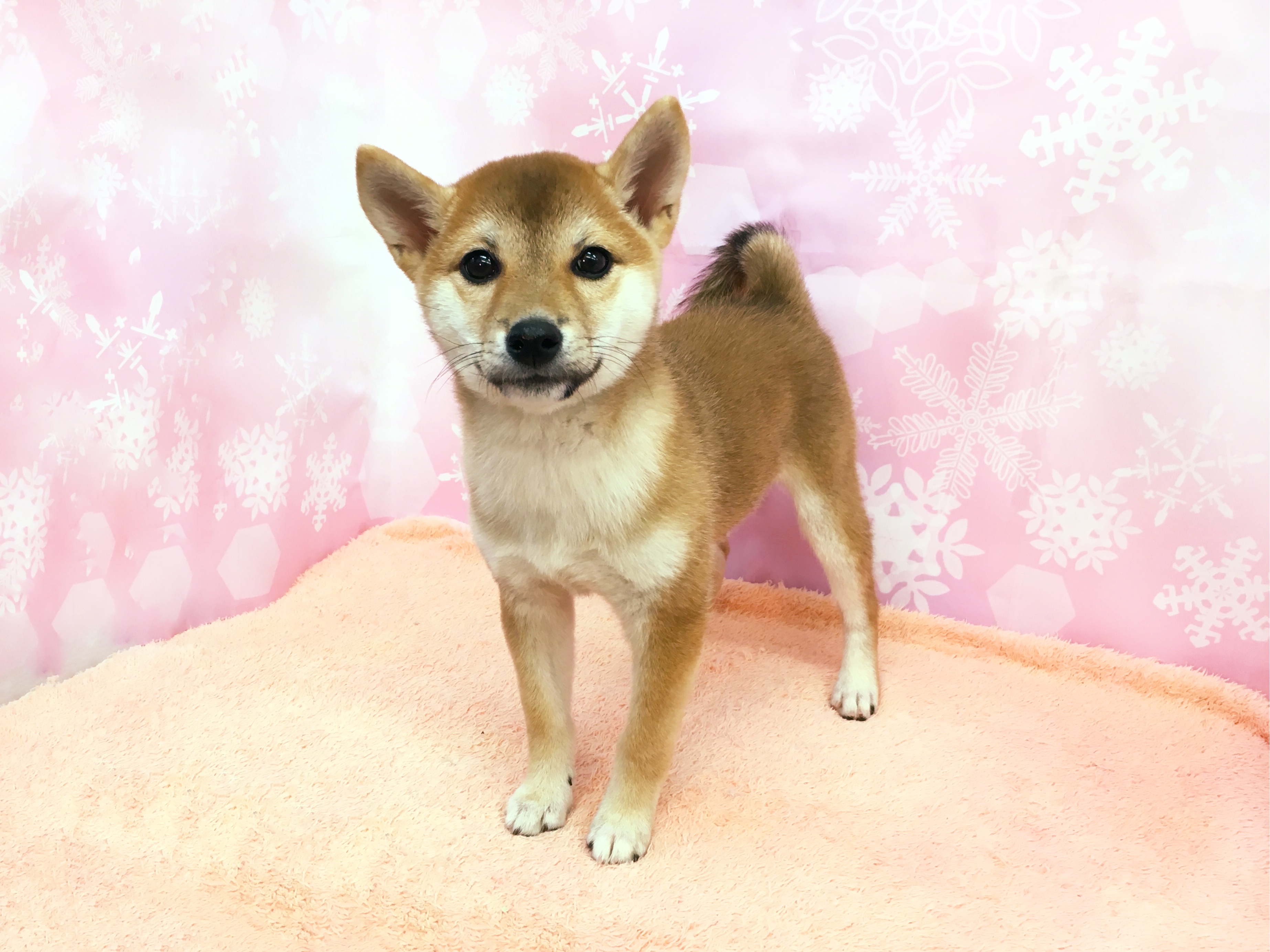 柴犬 | マルワン大倉山店