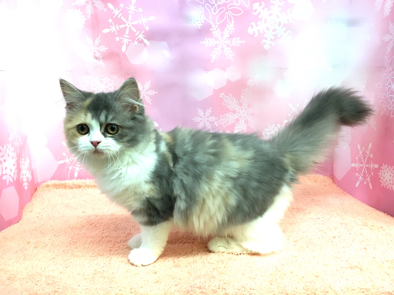 ラガマフィン | マルワン大倉山店