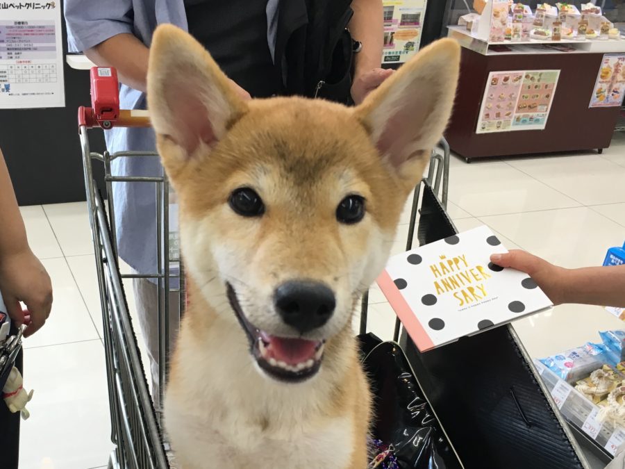 一途な忠誠心が、柴犬の人気理由の1つ | ペットショップスタッフがレビュー！：大倉山店の柴犬マニアが柴犬の魅力を紹介！