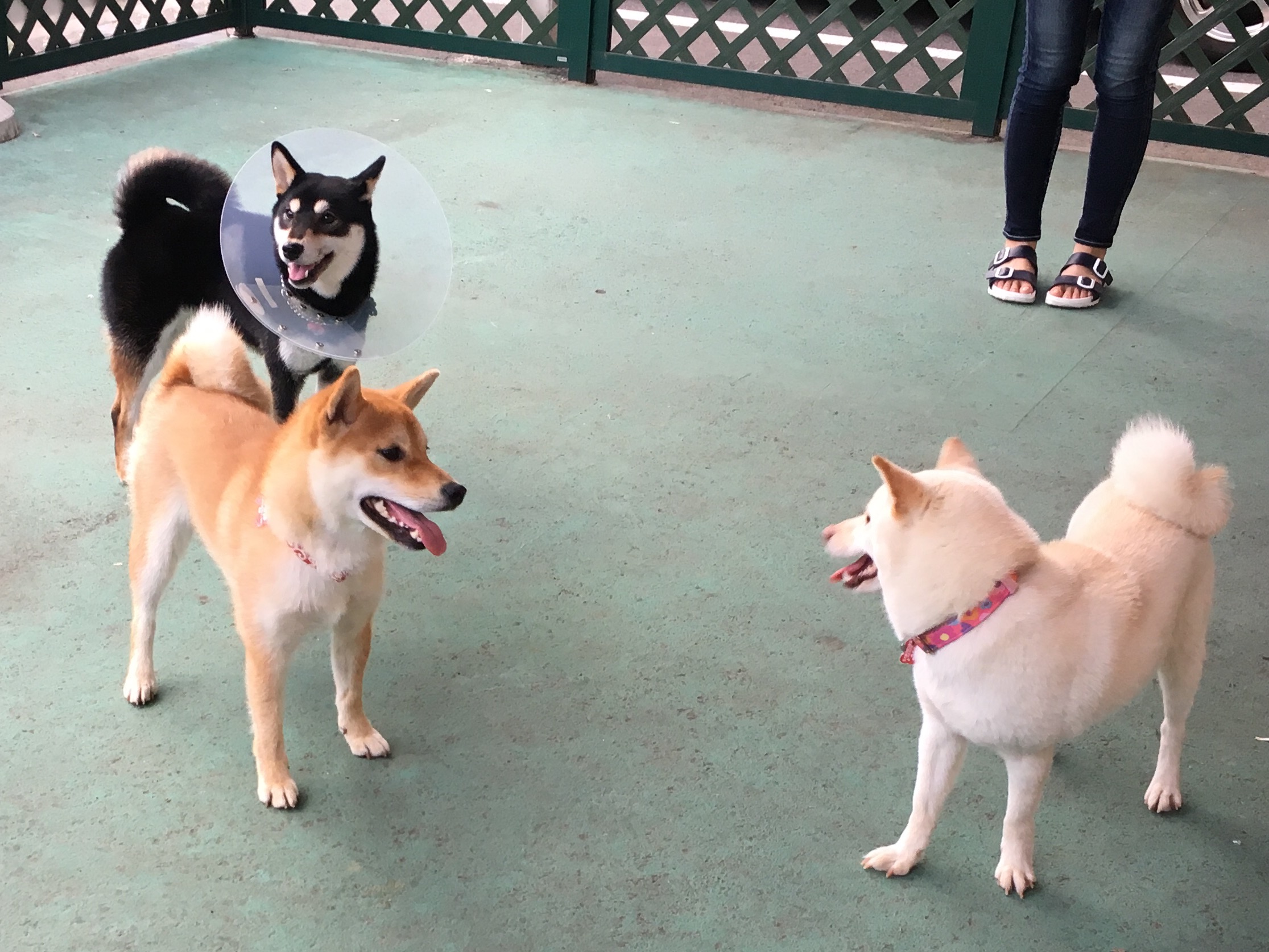 柴犬コレクション◇３色柴犬集合◇ | ペットショップスタッフがレビュー！：大倉山店の柴犬マニアが柴犬の魅力を紹介！