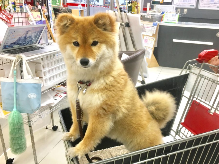 幻の柴犬 羽衣之柴（はごろものしば） | ペットショップスタッフがレビュー！：大倉山店の柴犬マニアが柴犬の魅力を紹介！