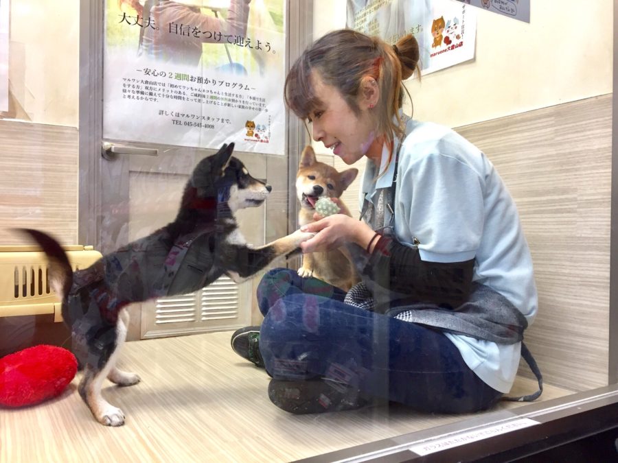 大倉山店の人気犬種No.1はダントツの柴犬 | ペットショップスタッフがレビュー！：大倉山店の柴犬マニアが柴犬の魅力を紹介！