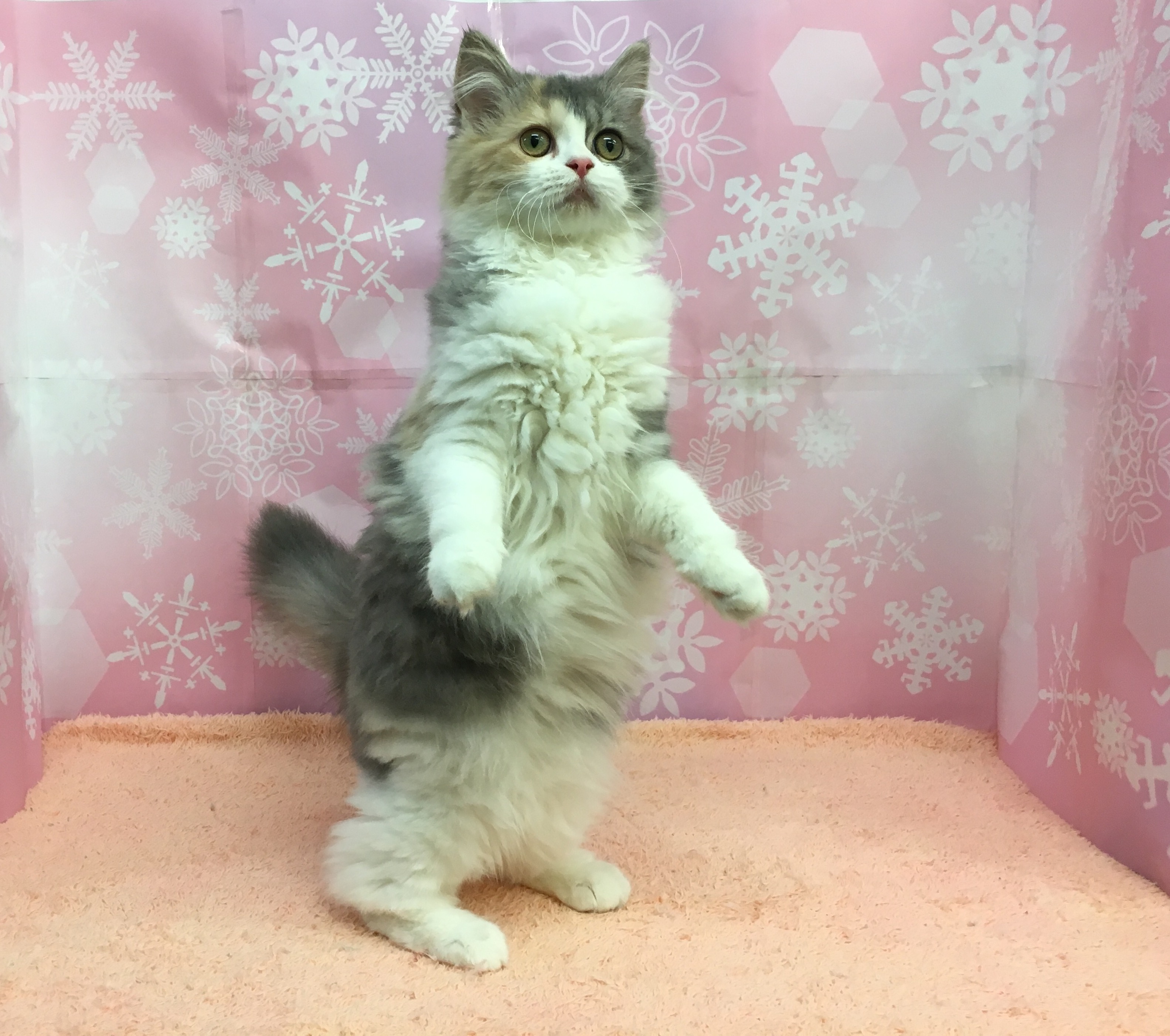 ラガマフィン 猫ちゃんの内股 | マルワン大倉山店