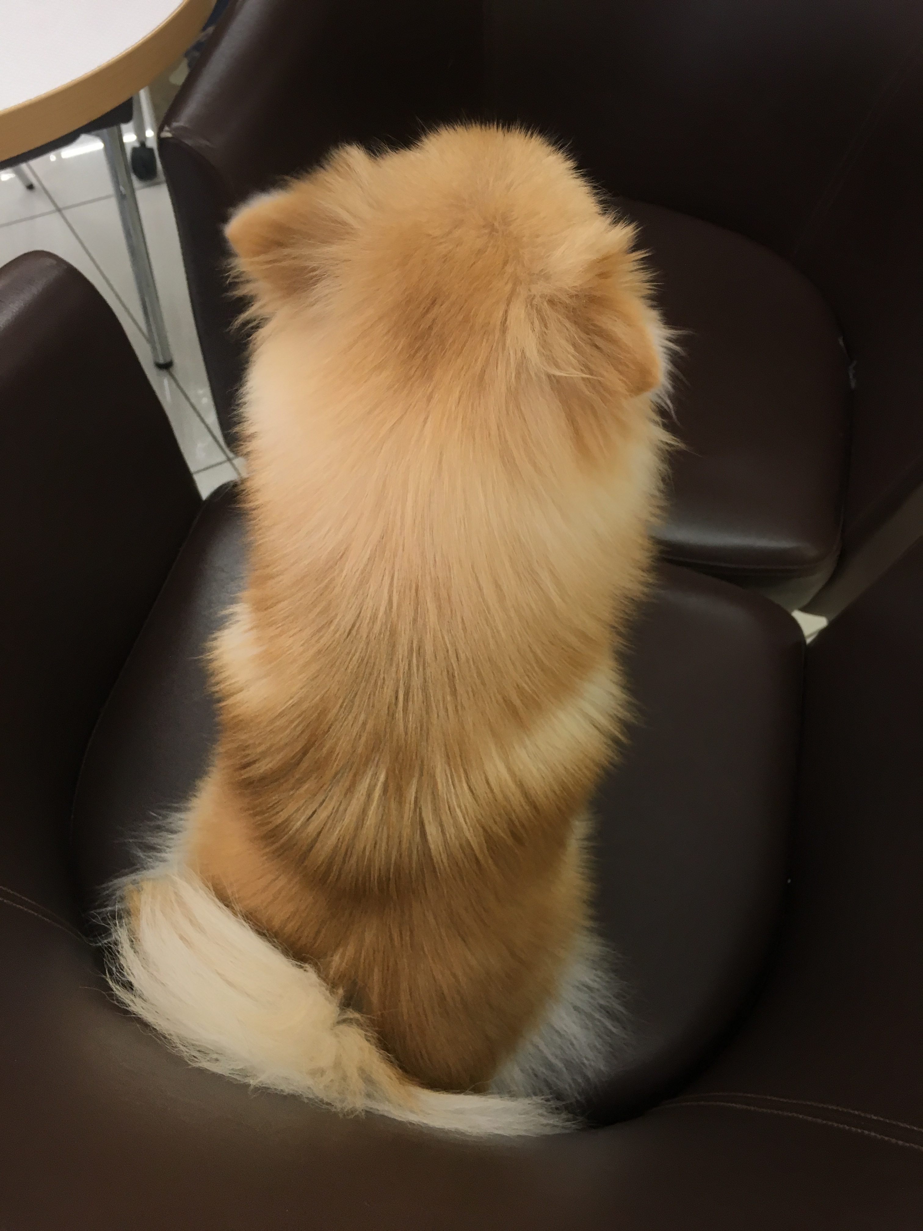 ポメラニアン（6130454）のポメリング - マルワン大倉山店