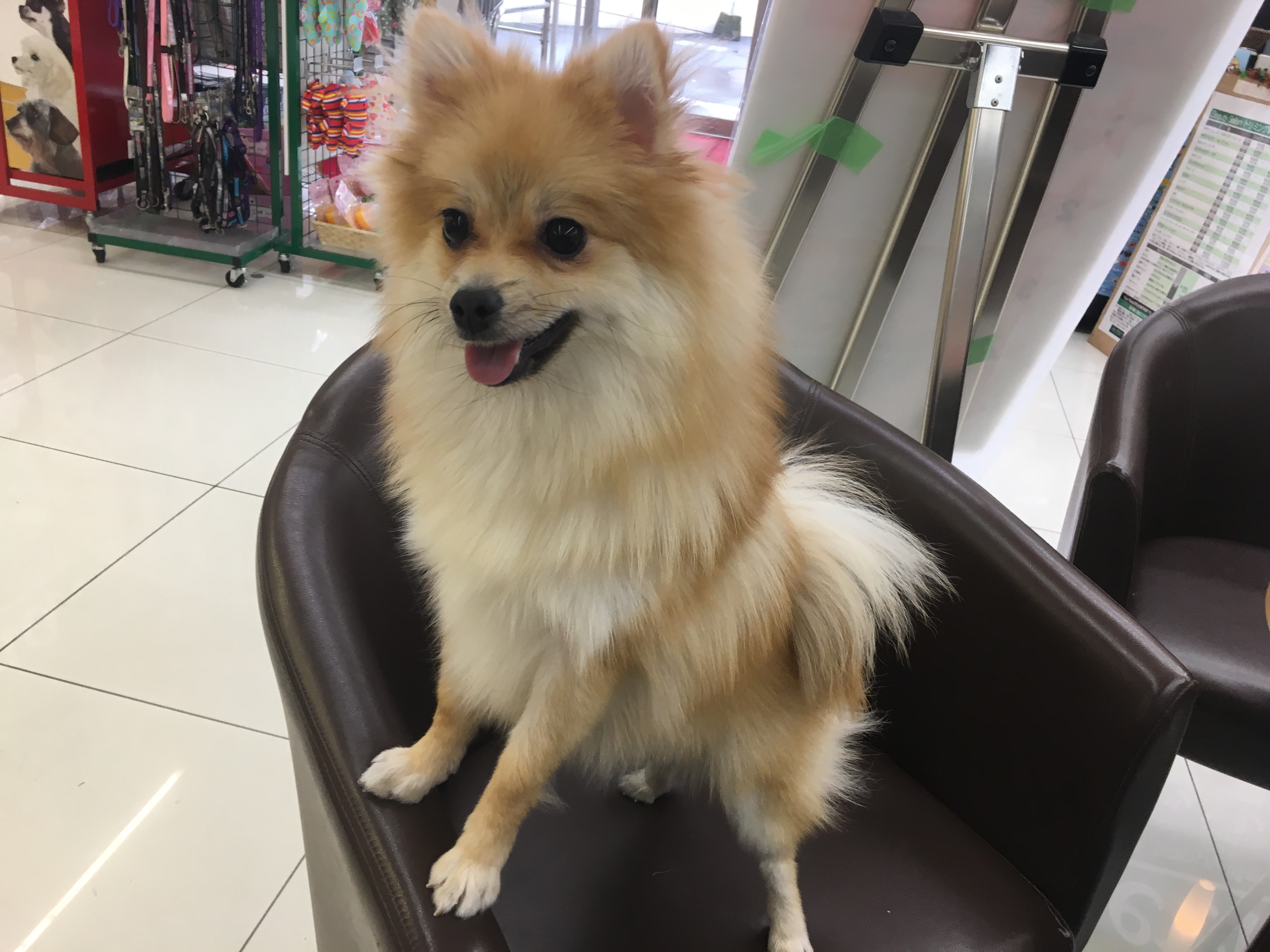 ポメラニアン（6130454）のキャットフット - マルワン大倉山店