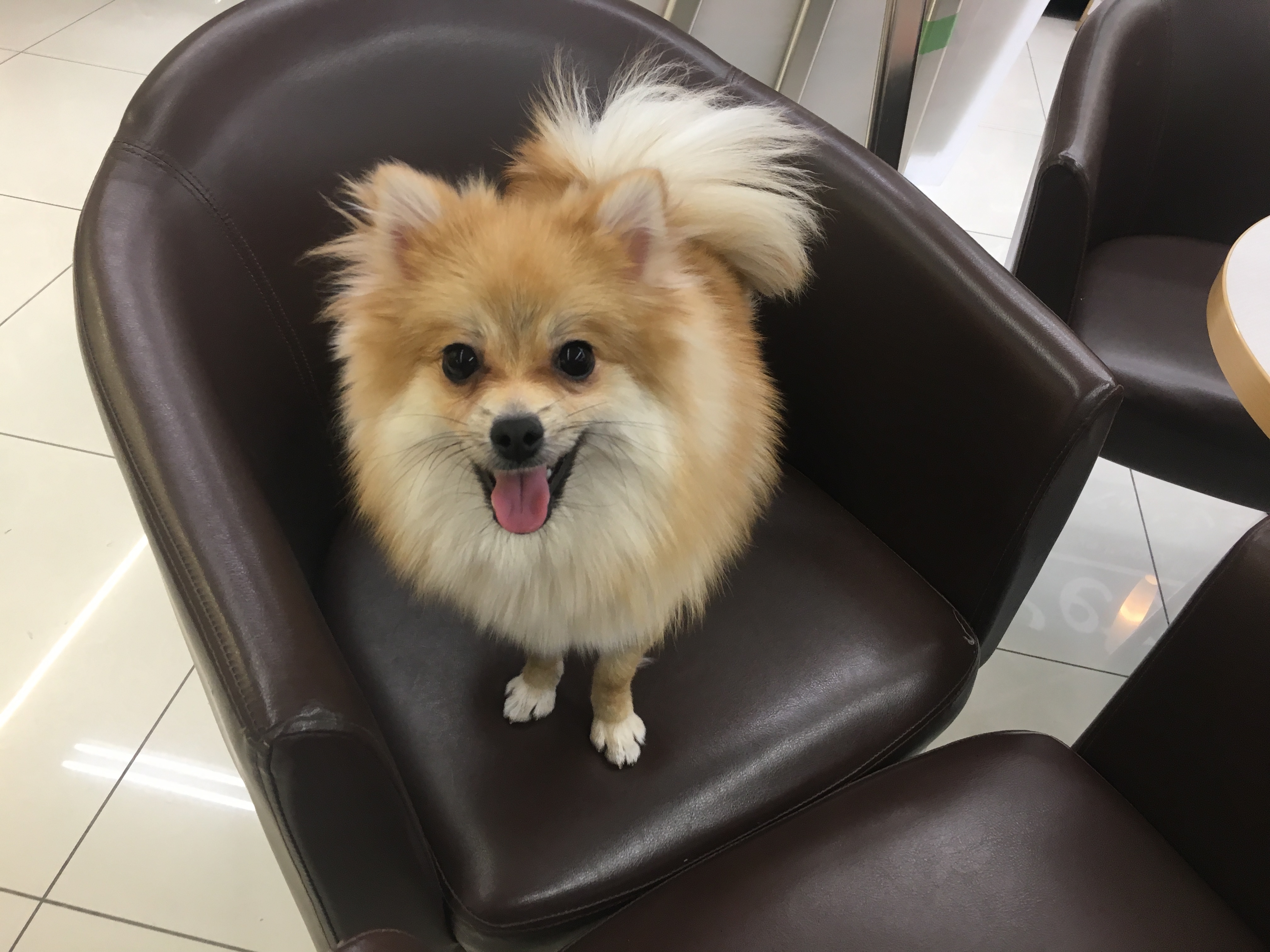 ポメラニアン（6130454）のフルスマイル - マルワン大倉山店