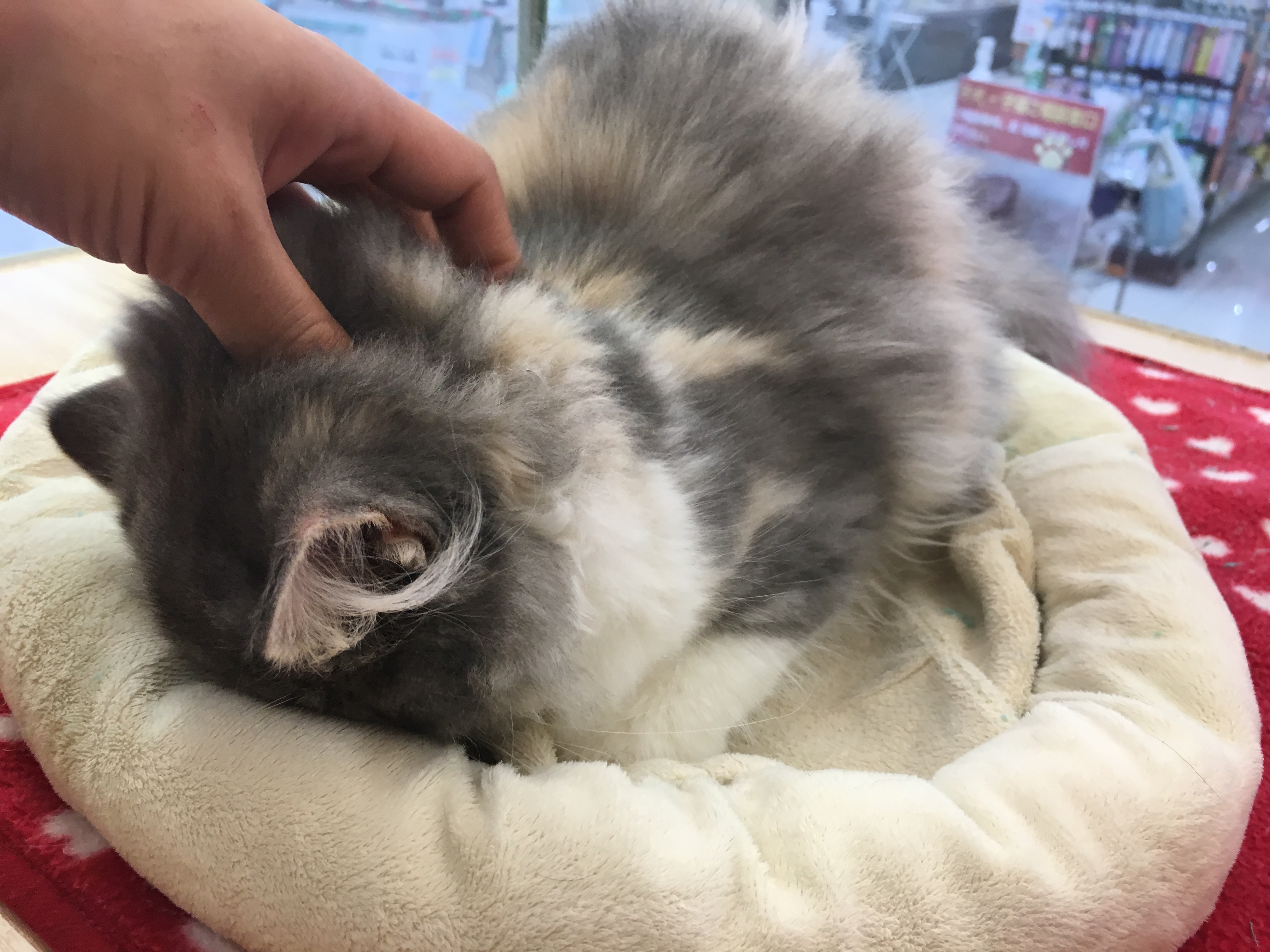 ラガマフィン 首がお好き | マルワン大倉山店