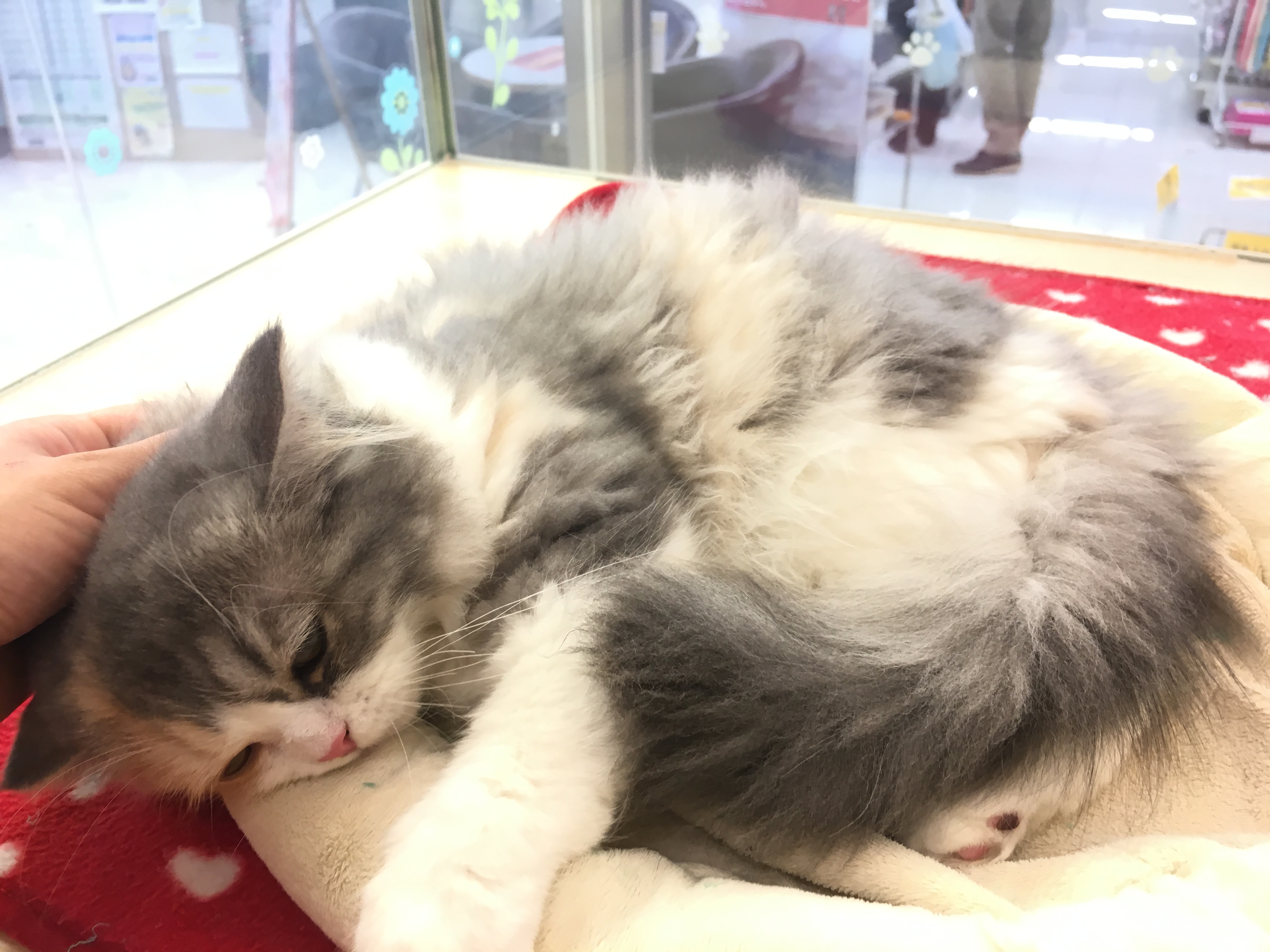 ラガマフィン 気持ちいい被毛 | マルワン大倉山店