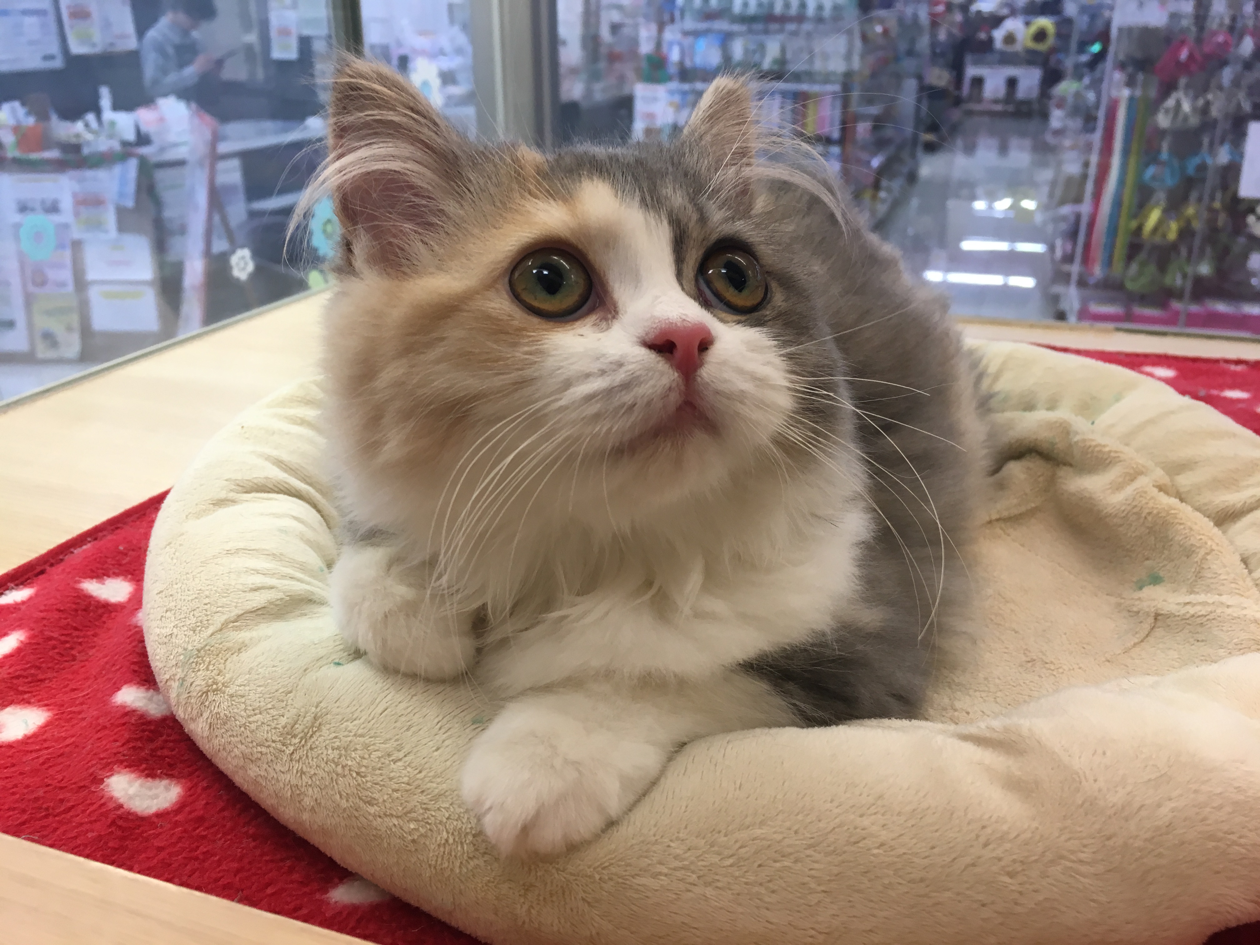 ラガマフィン ピンクのお鼻 | マルワン大倉山店