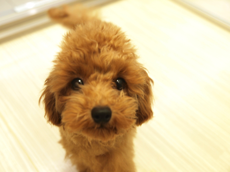 トイ・プードル | マルワン大倉山店