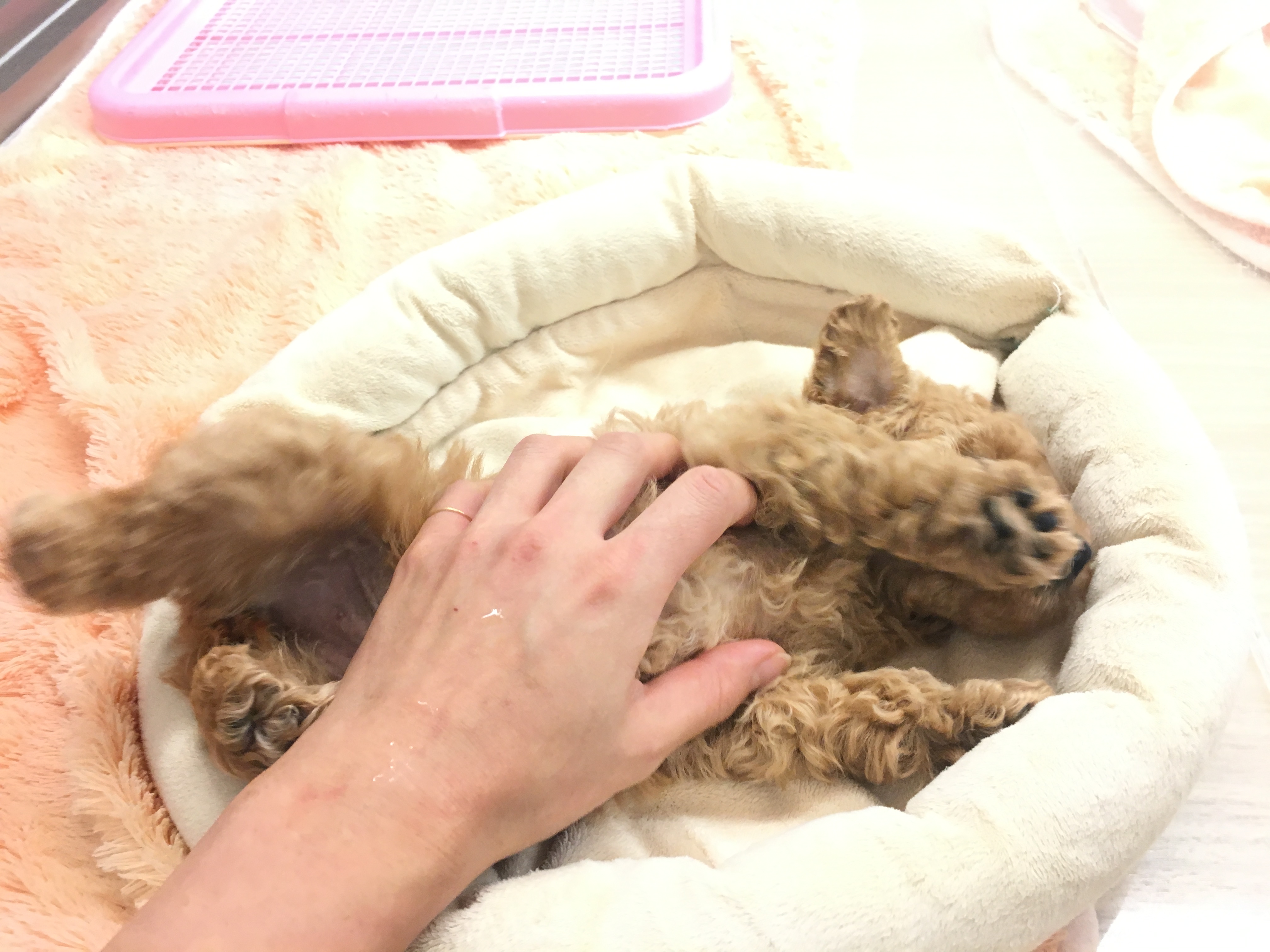 トイ・プードル 尻尾はブンブン | マルワン大倉山店