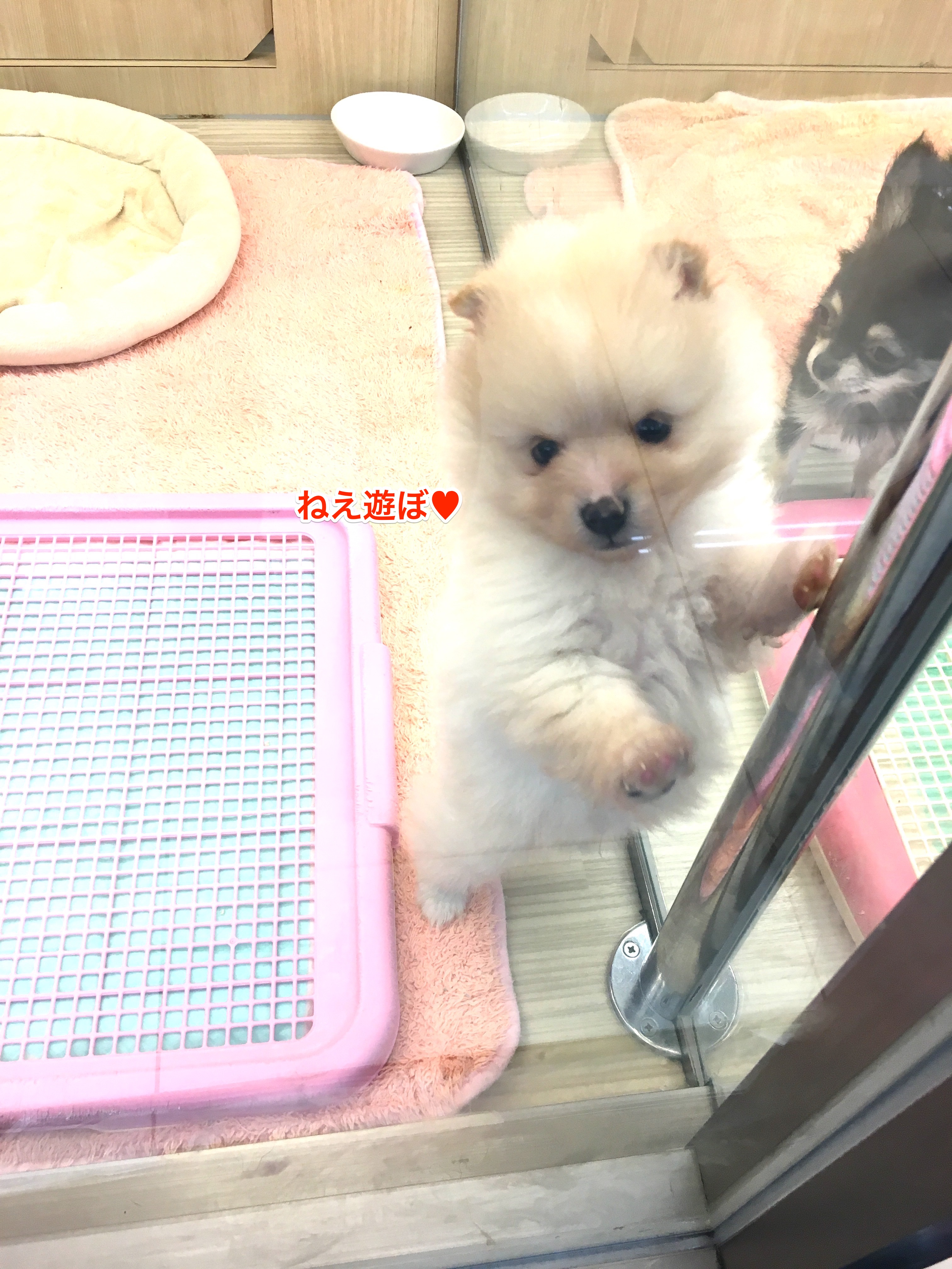 ポメラニアン 遊ぼうアピール | マルワン大倉山店