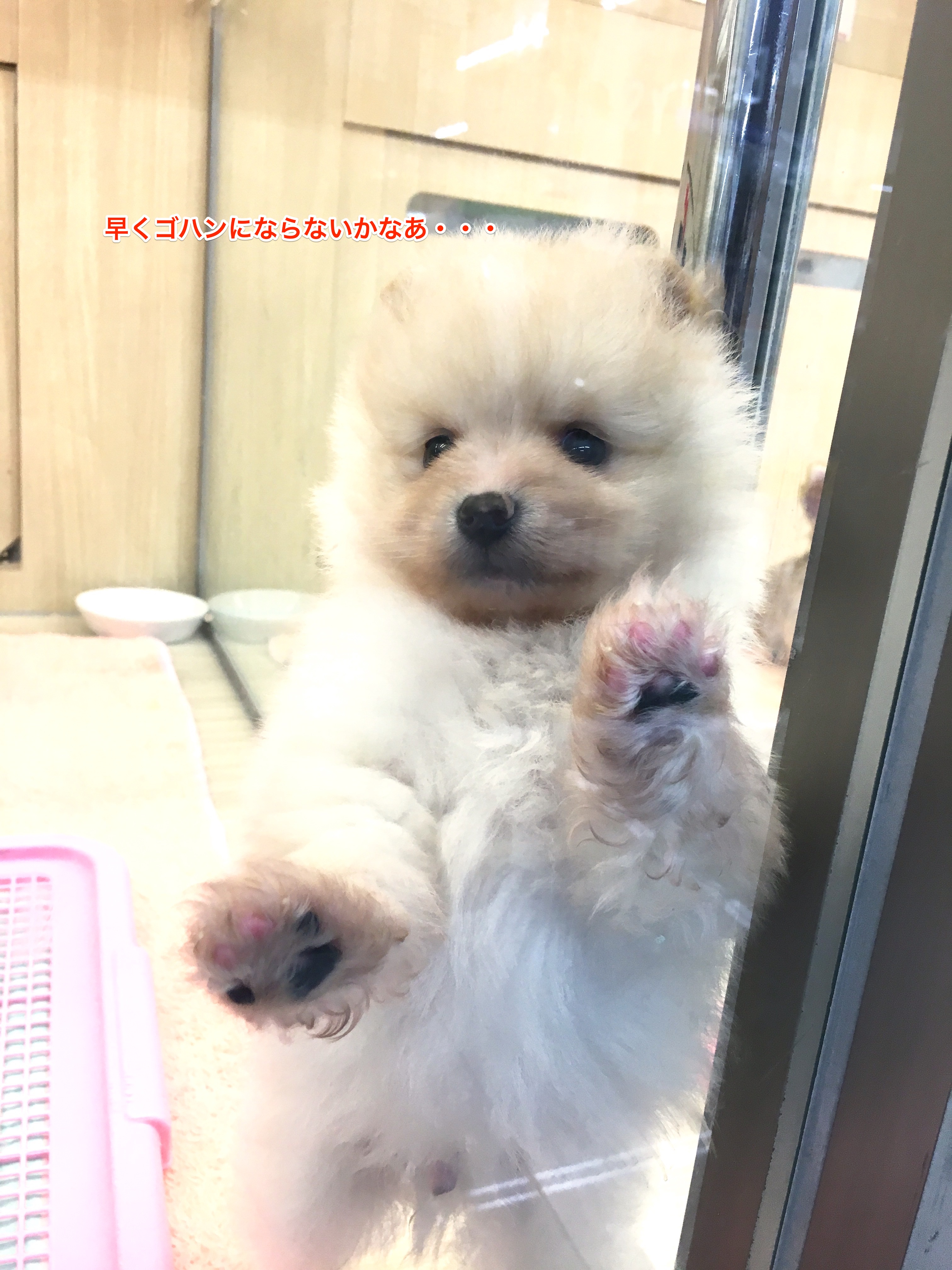 ポメラニアン 食欲旺盛 | マルワン大倉山店