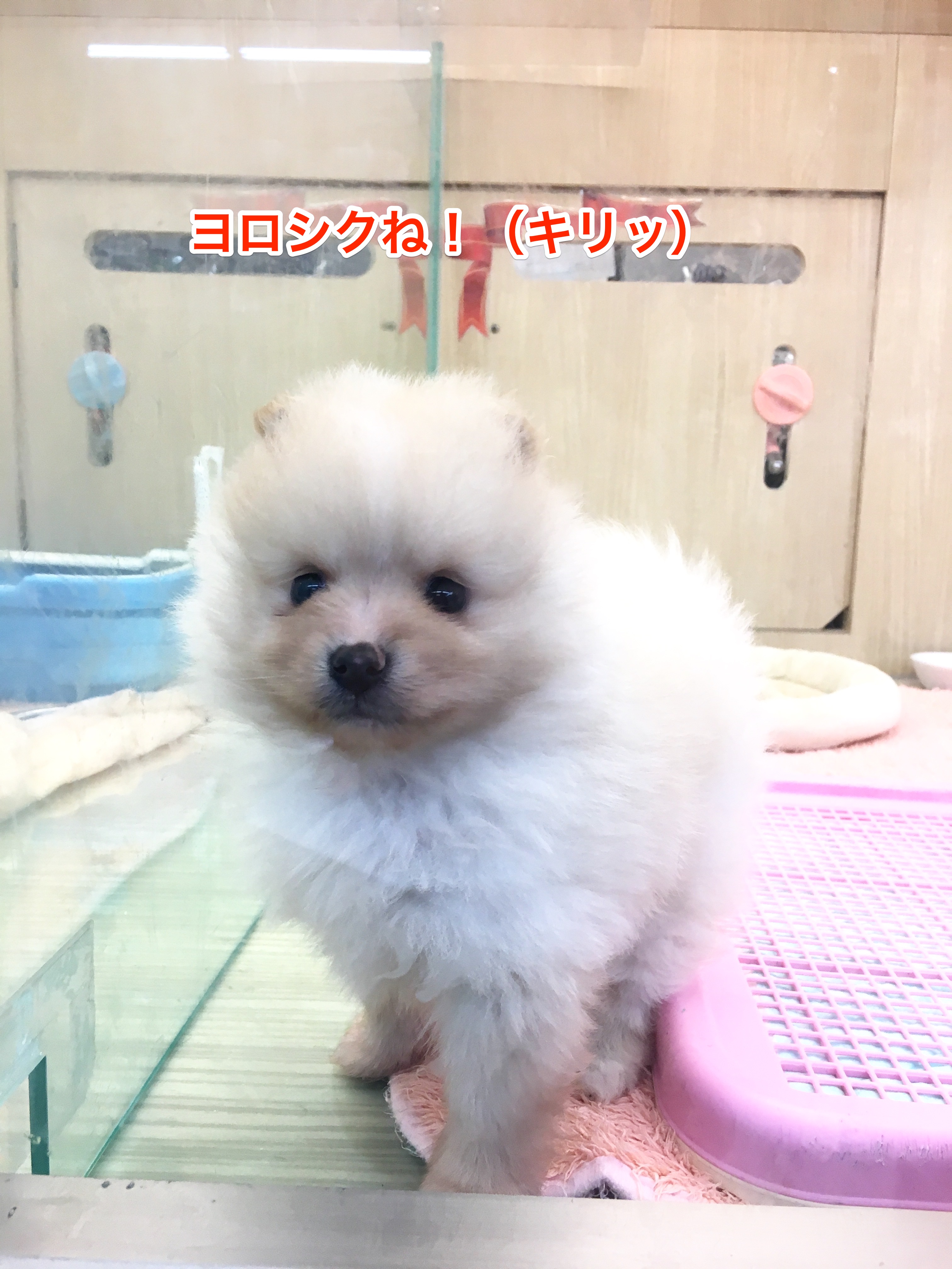 ポメラニアン | マルワン大倉山店