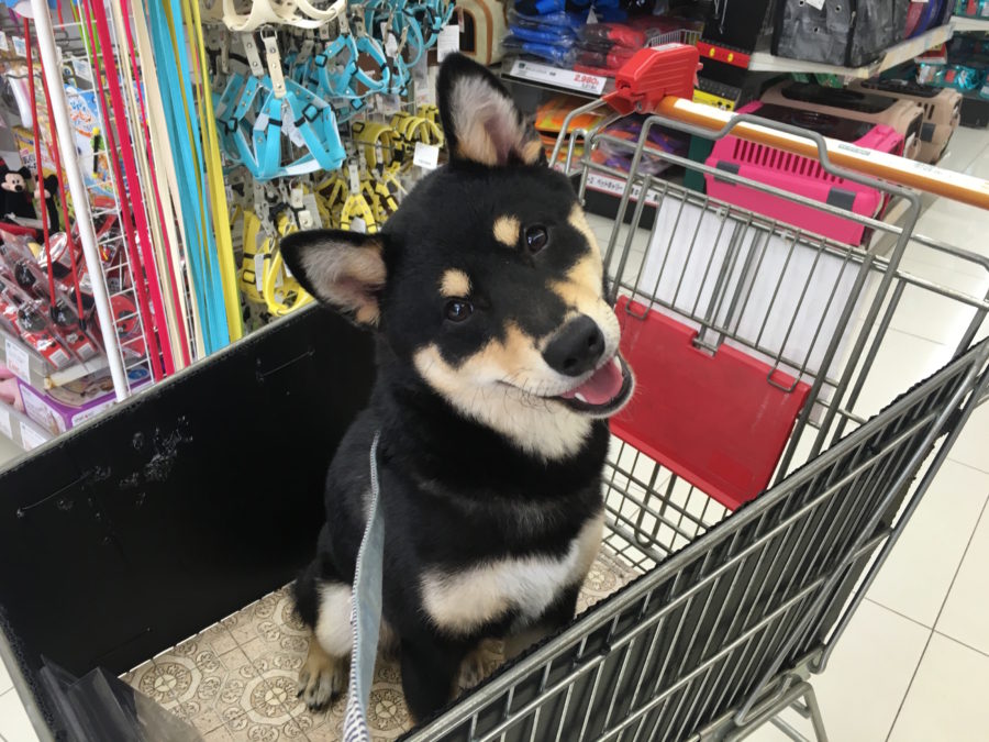 柴犬コレクション◇イケメンスマイル◇ | ペットショップスタッフがレビュー！：大倉山店の柴犬マニアが柴犬の魅力を紹介！