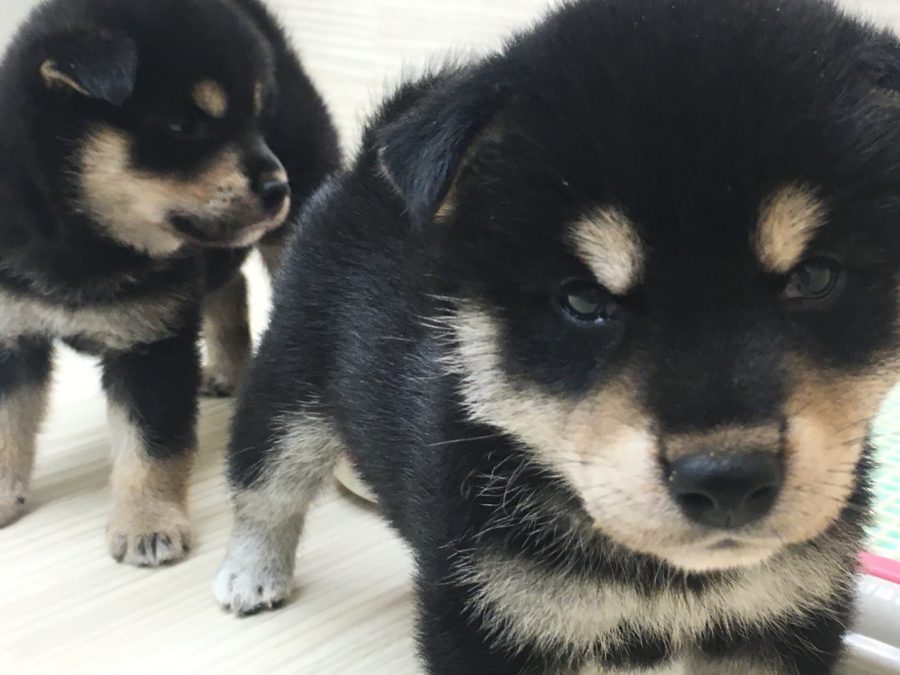 タンマーキング(マロ眉)をもつ「黒」 | ペットショップスタッフがレビュー！：大倉山店の柴犬マニアが柴犬の魅力を紹介！